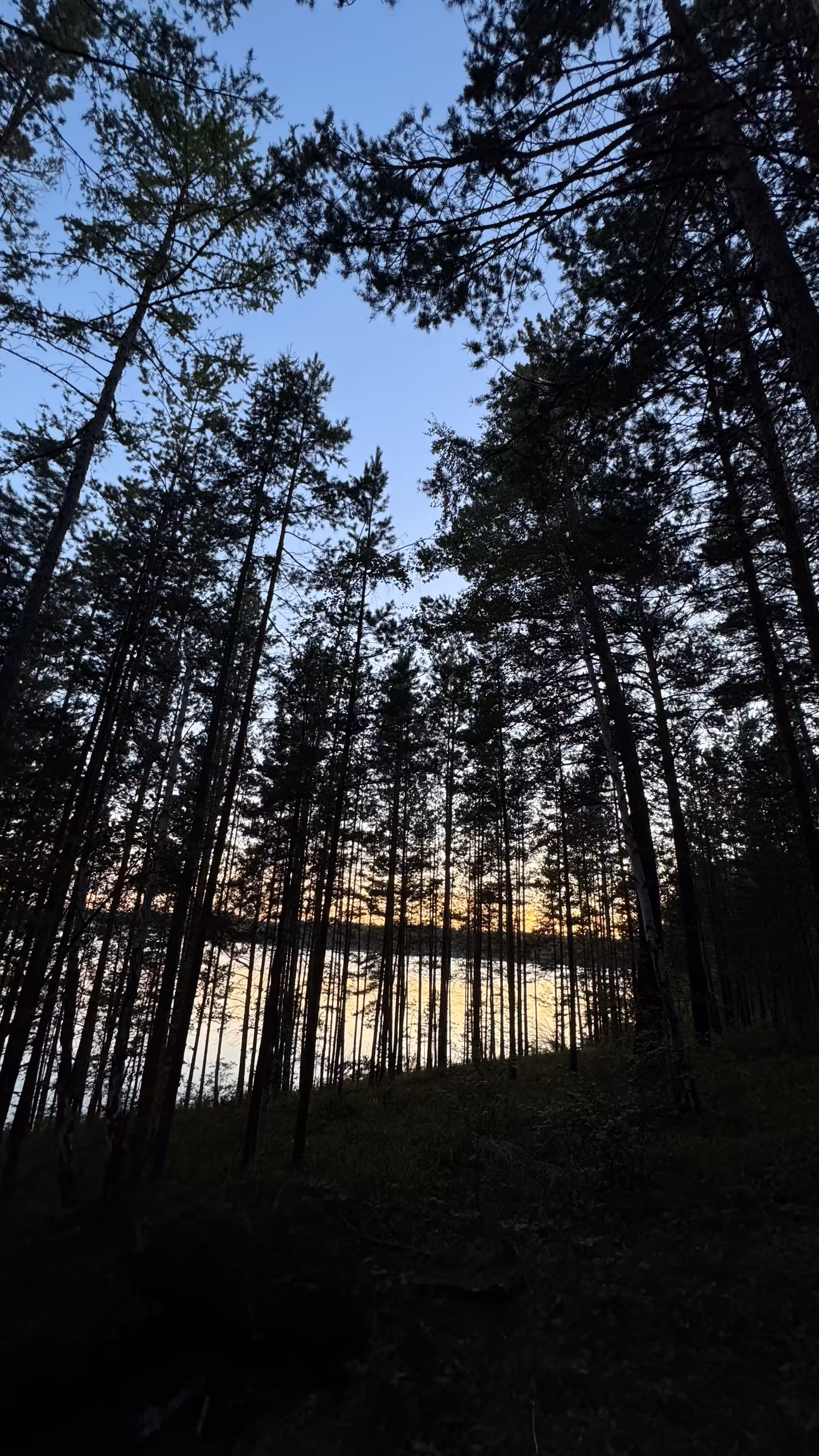 Evening walk through the forest