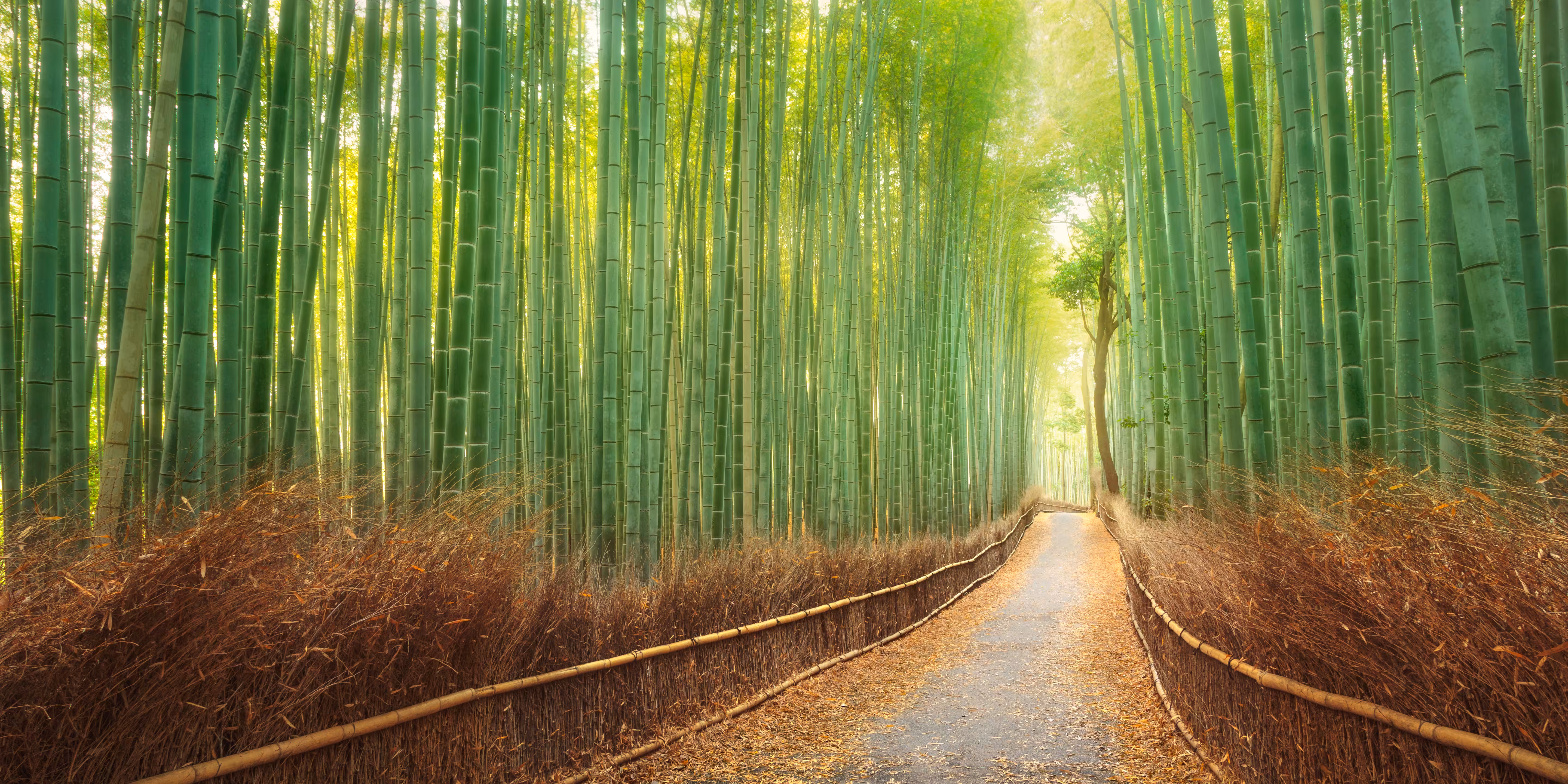 Favourites: Kyoto Path