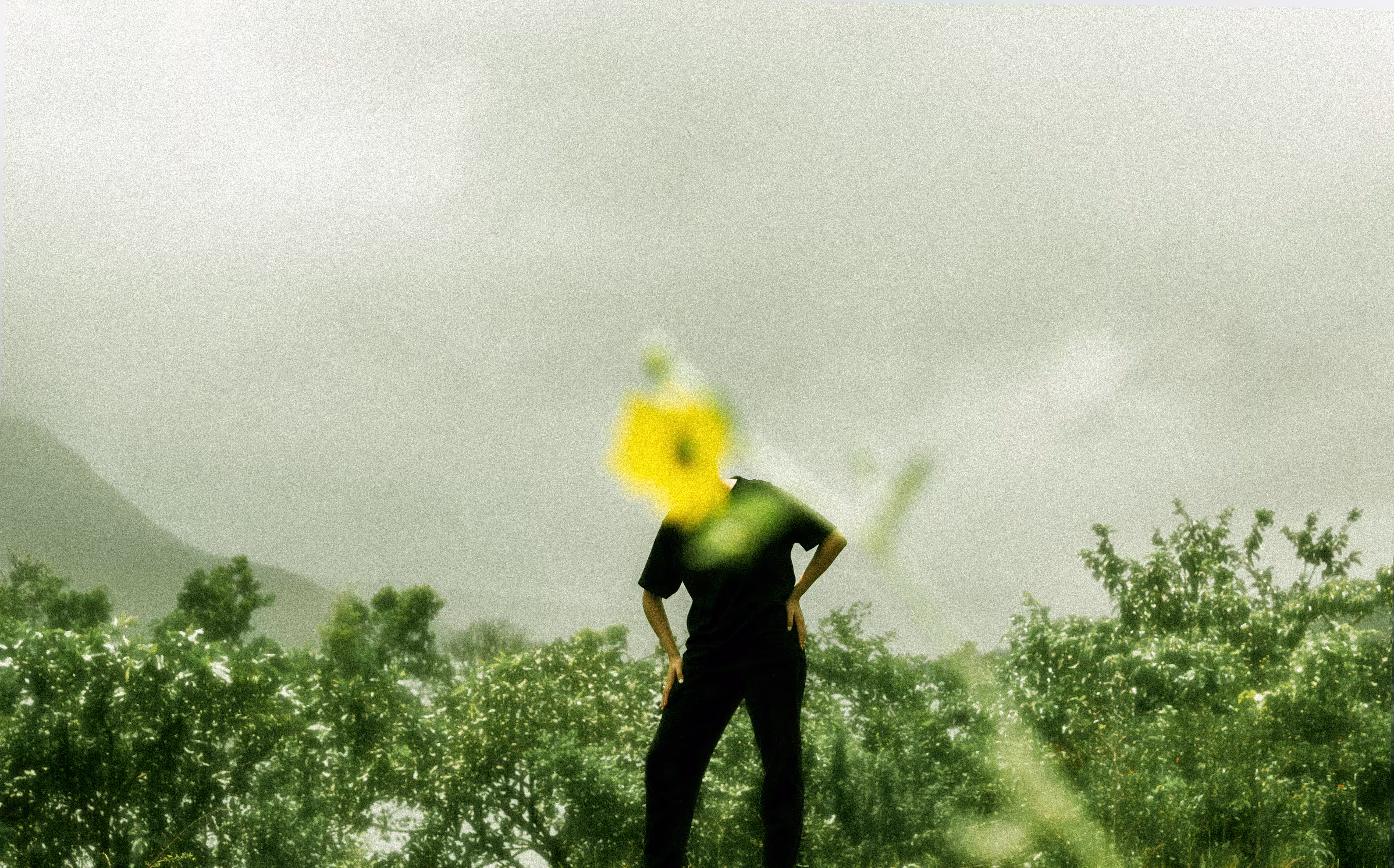 You're the Sunflower
