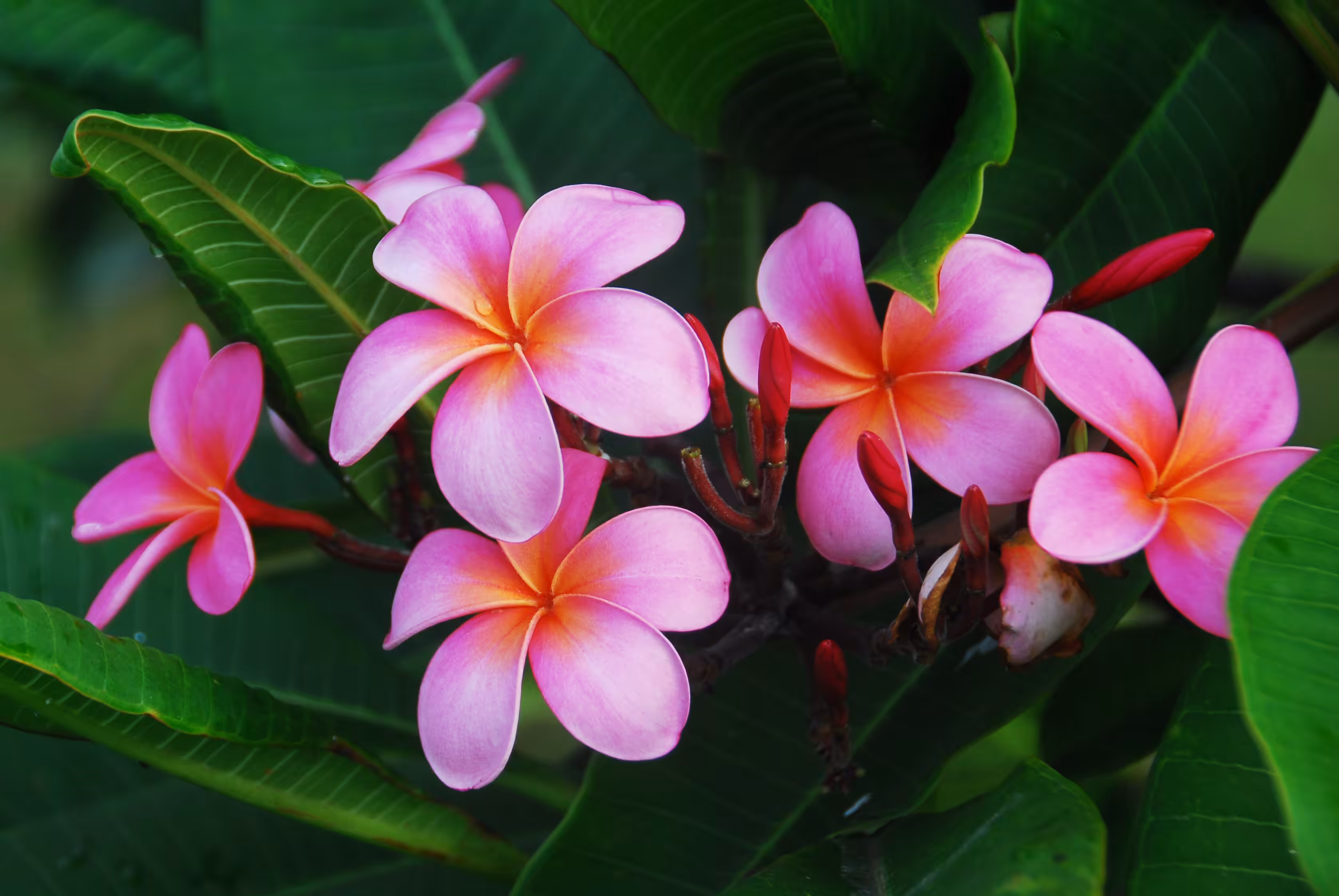 Hana Pink Plumerias