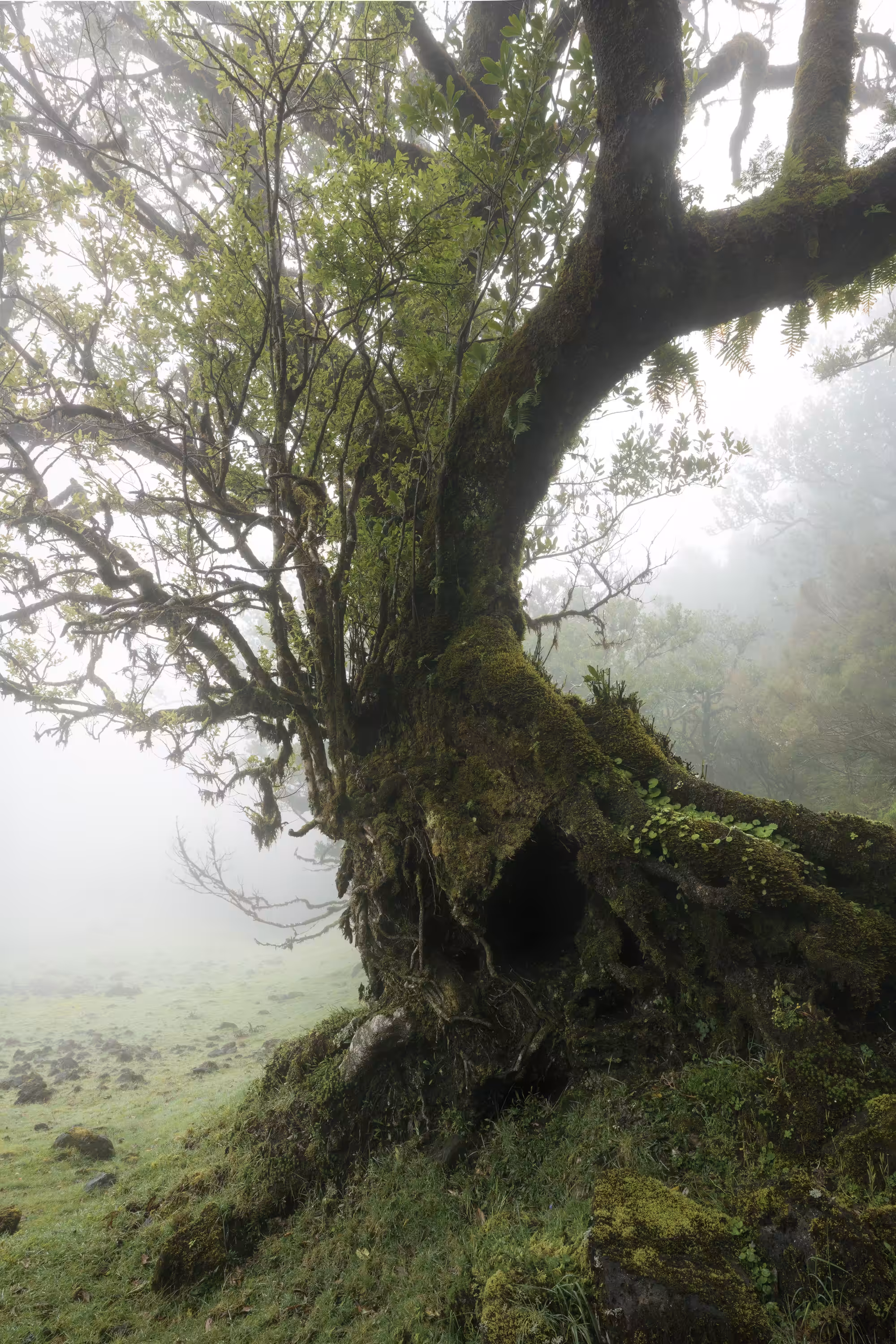 Tree of Death