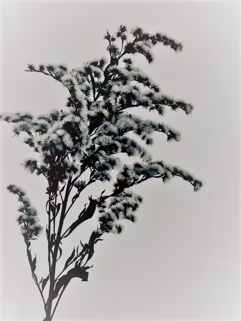 Winter Flower