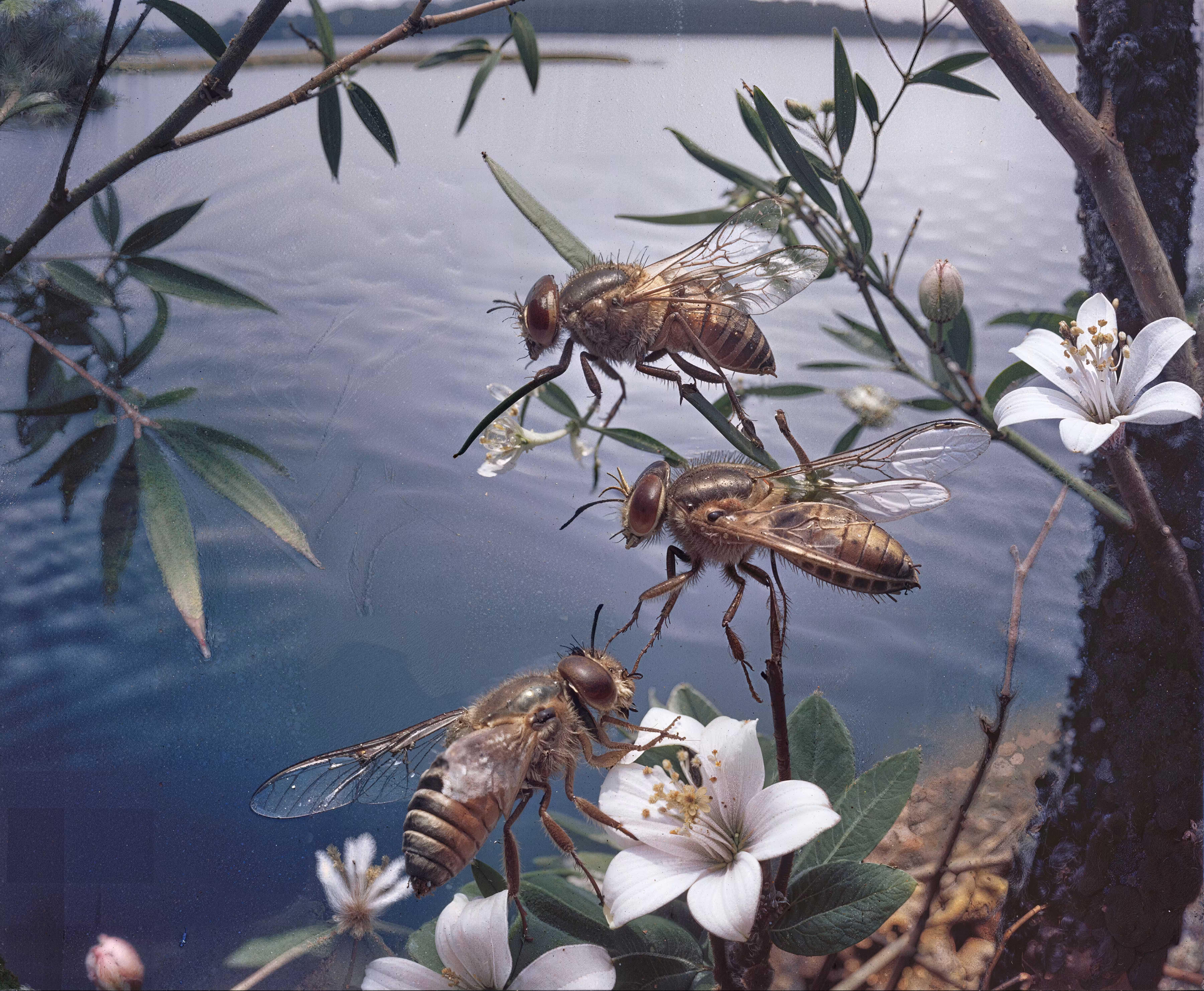 The Busy Bee
