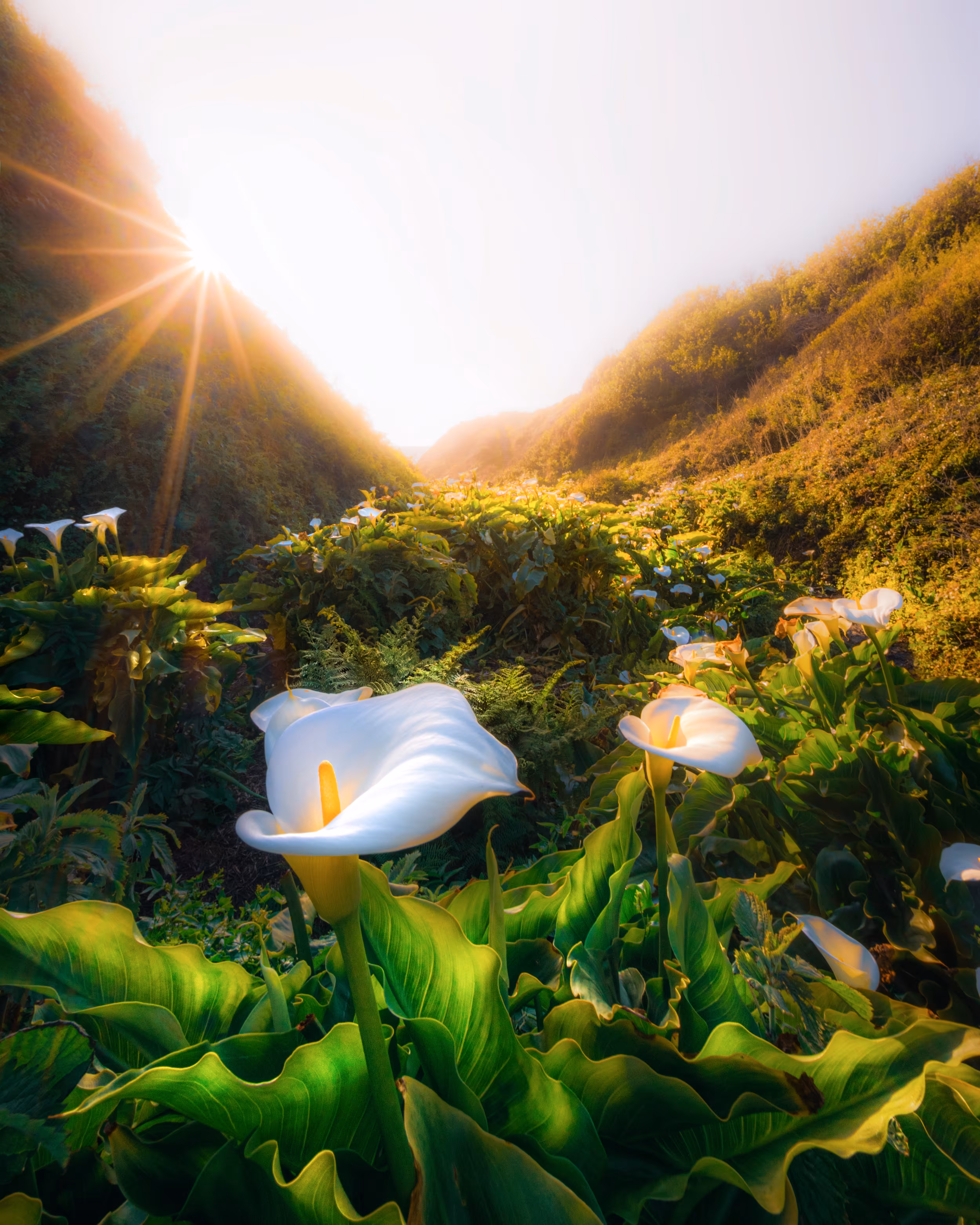 #20 Calla Garden