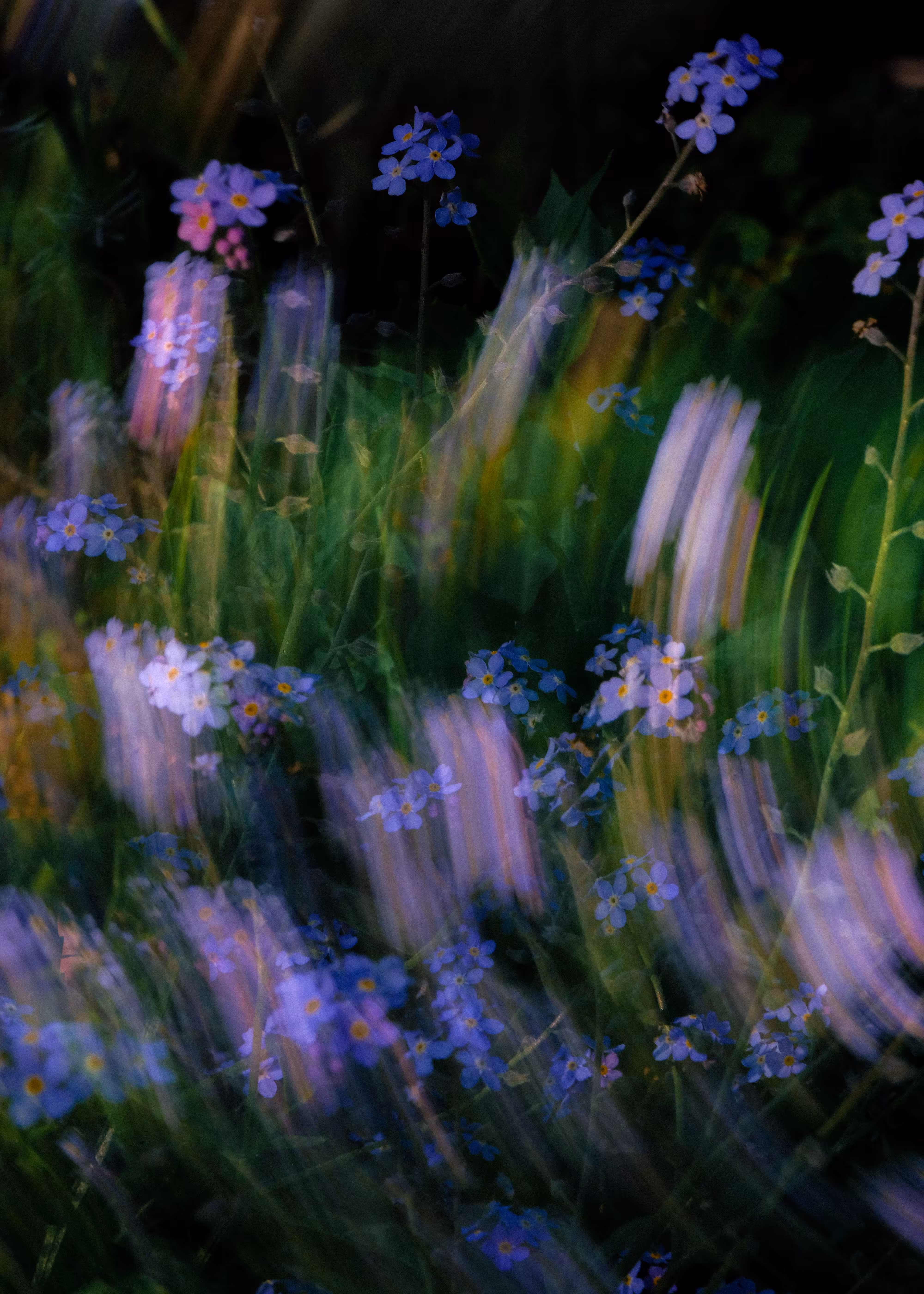 Flores