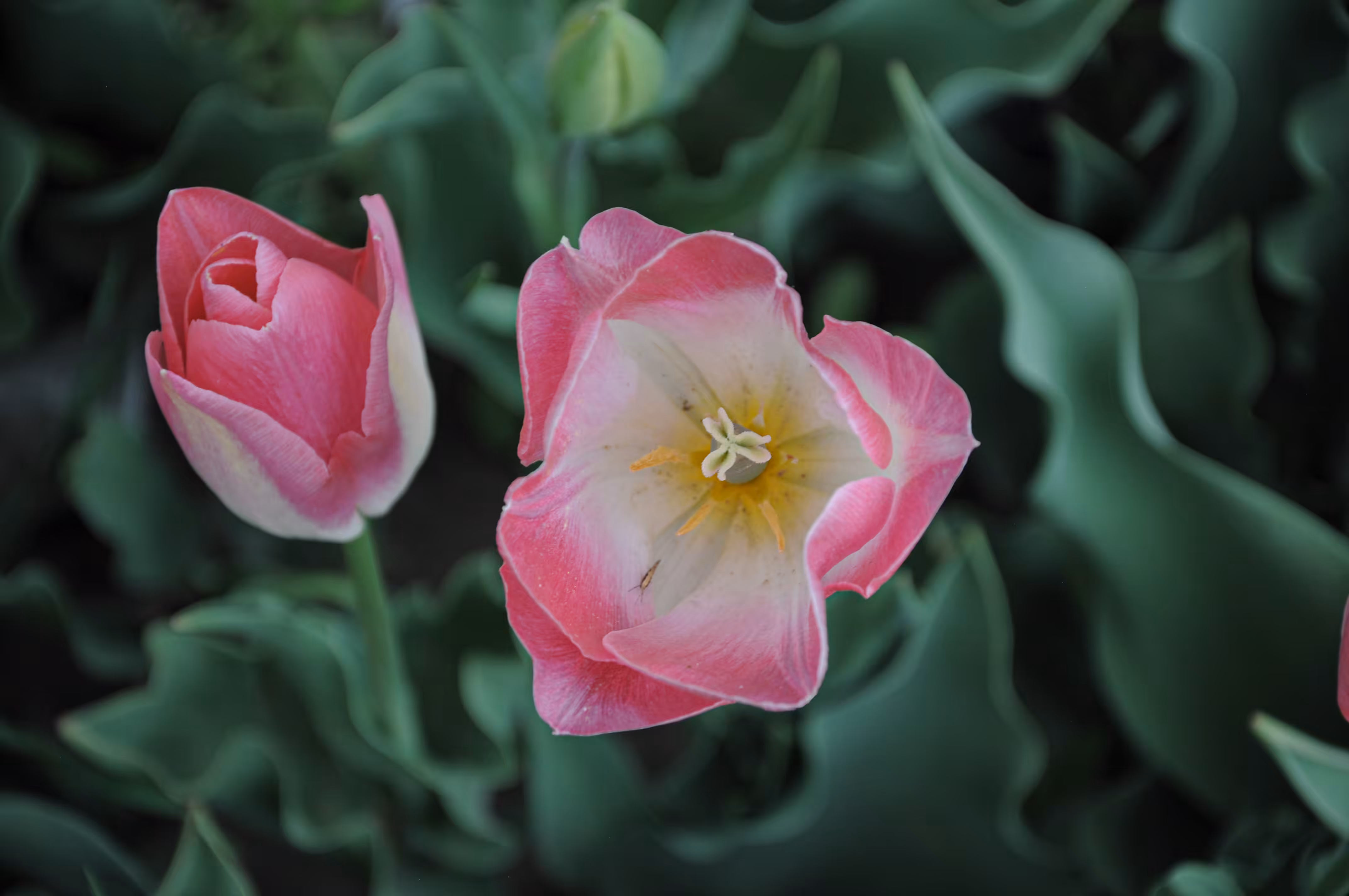 flowers: Tulip's proud smile