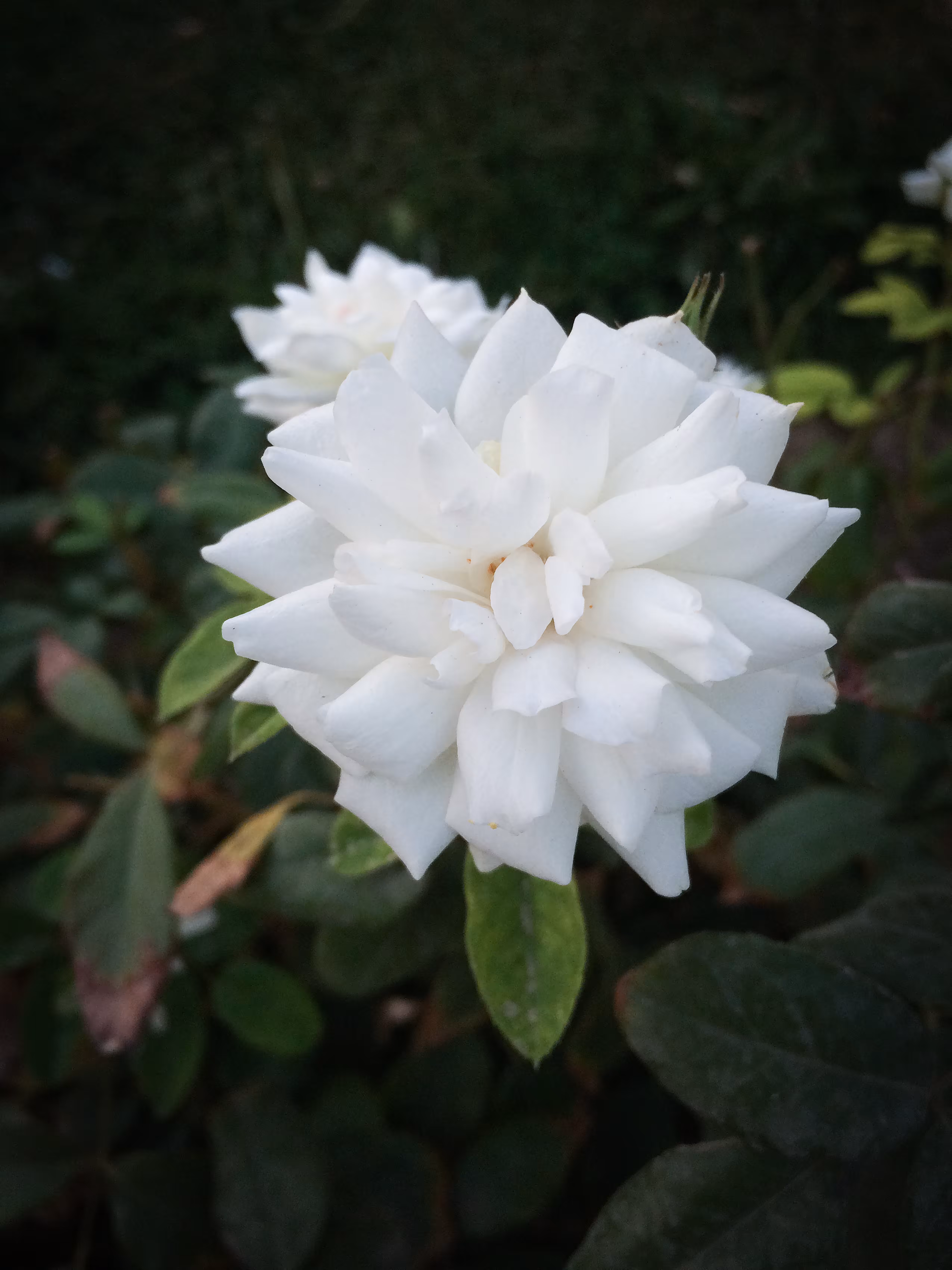 Merrylands.Photography: Merry-Photo 14