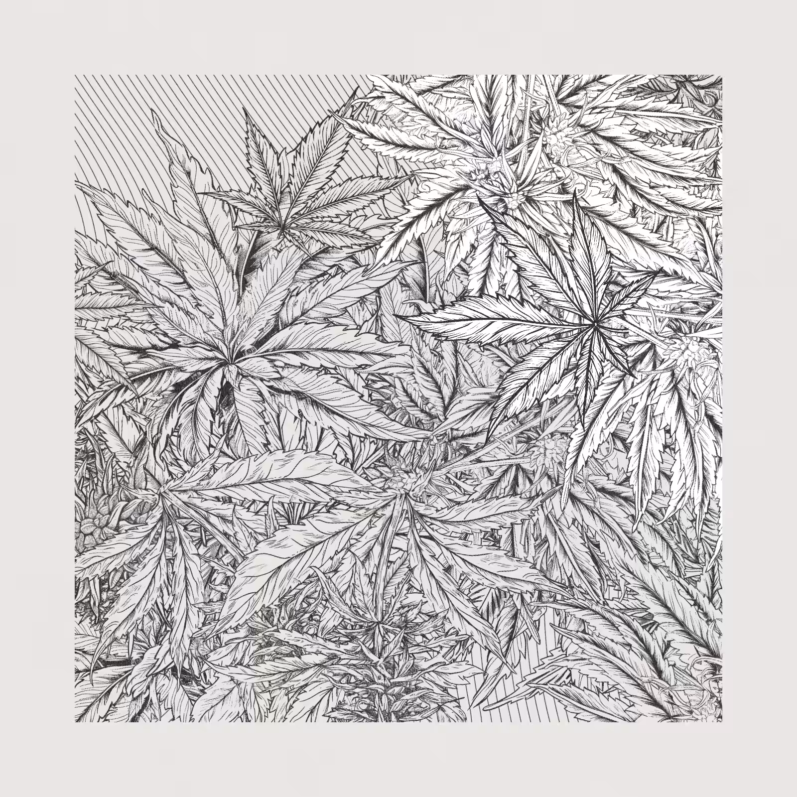 zancannabis #109