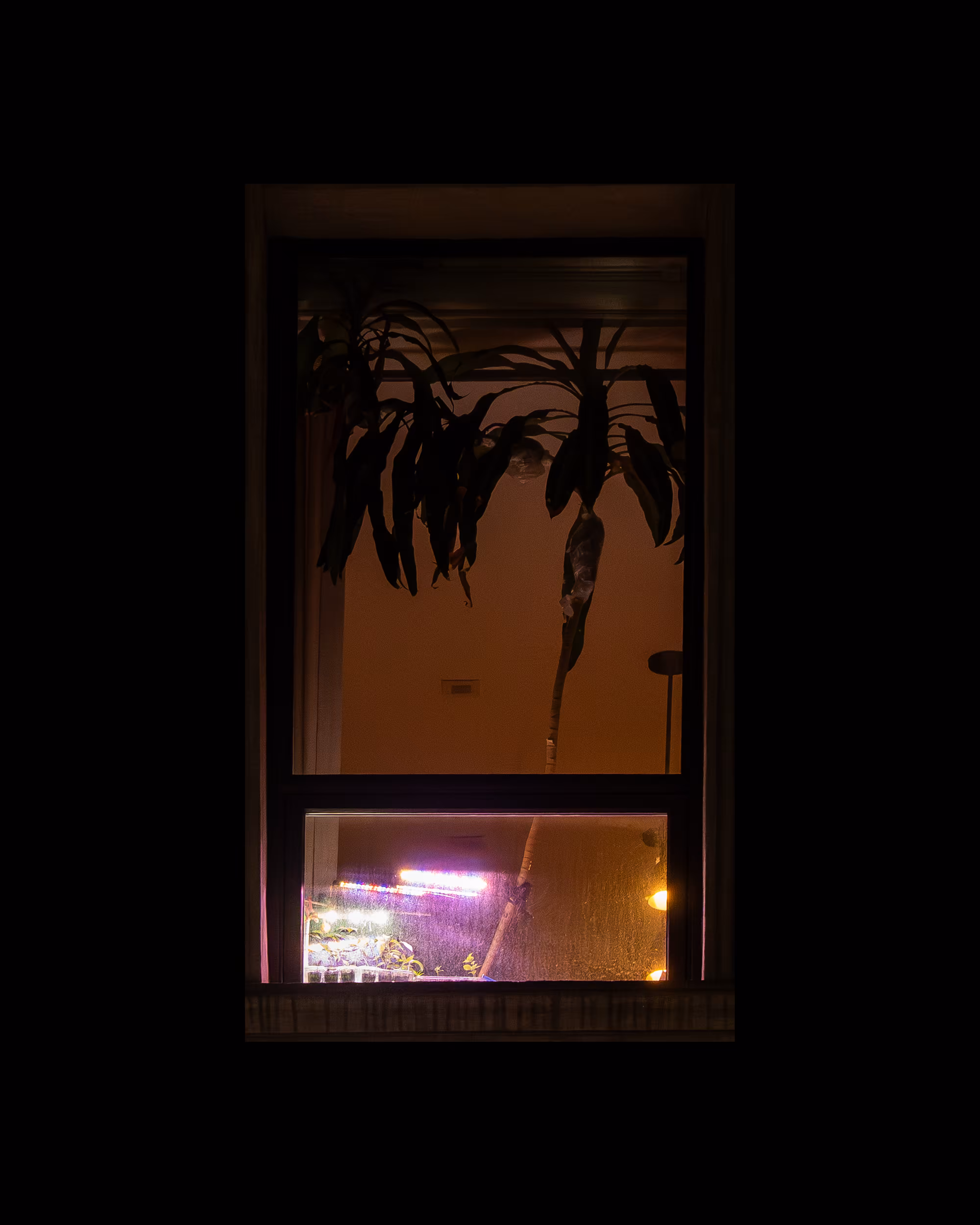 WINDOWS // NYC: WINDOW 185