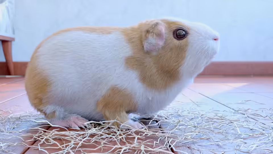 REAListic Guinea Pig
