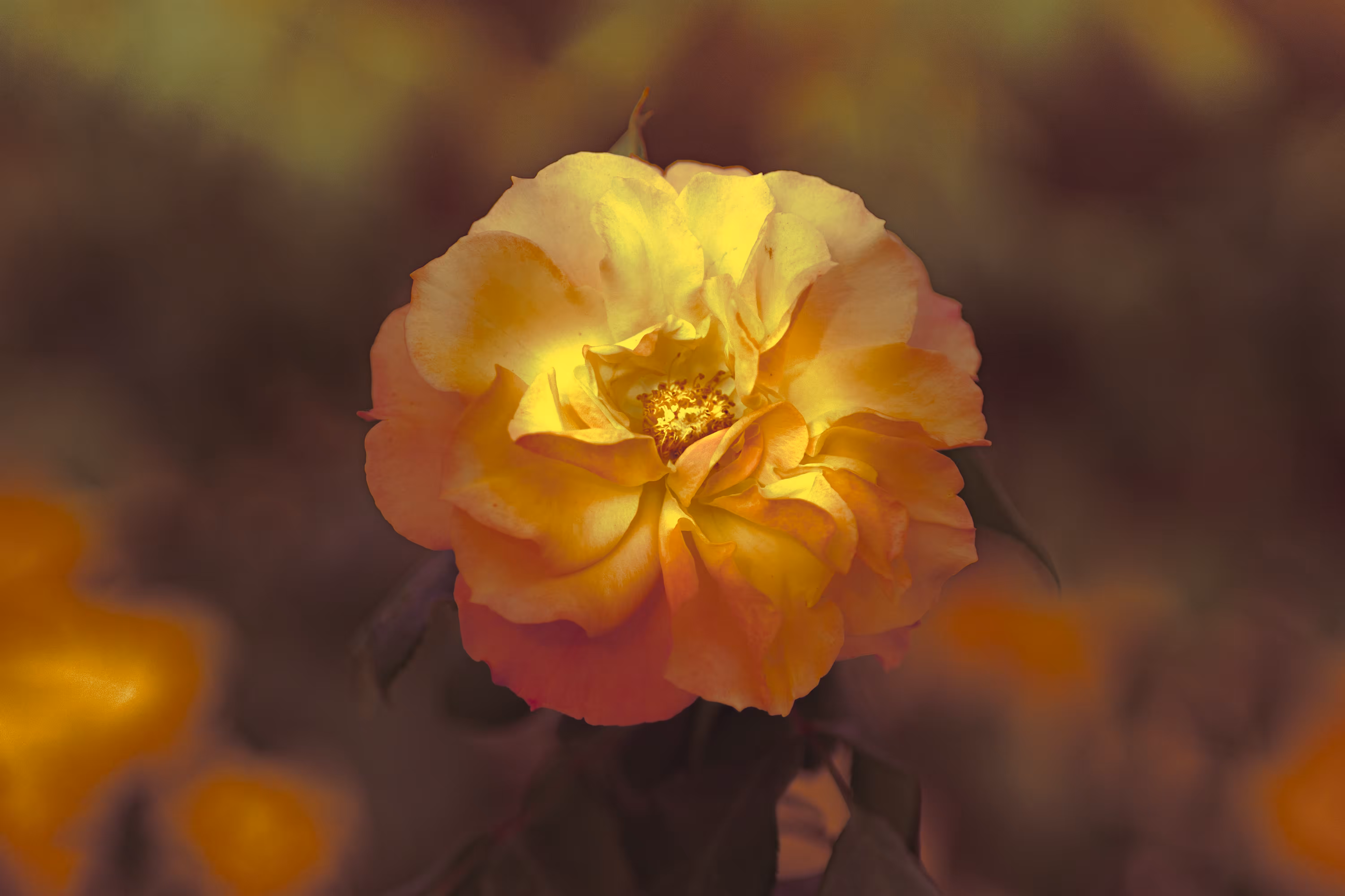 NECTAR