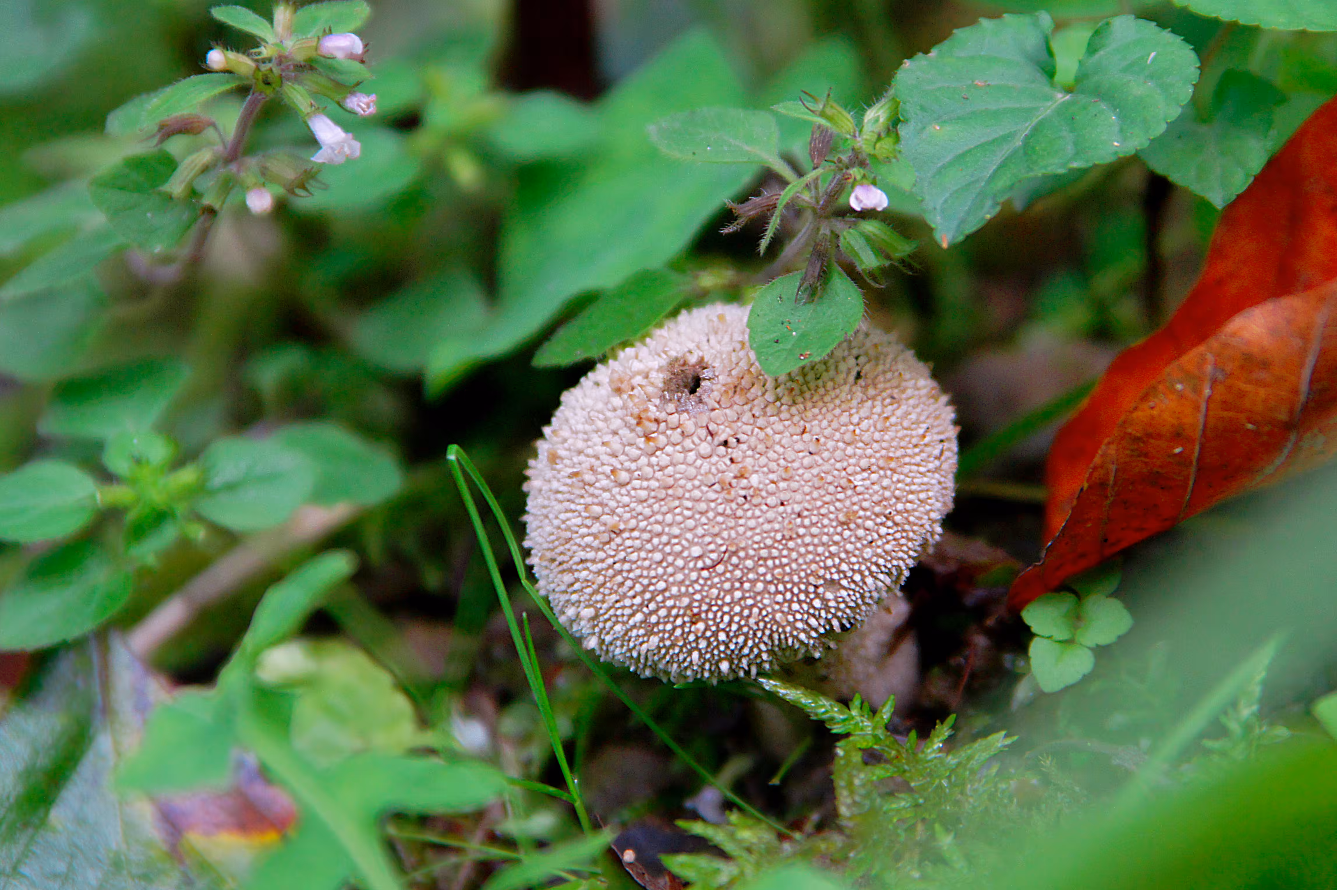 Fungi family