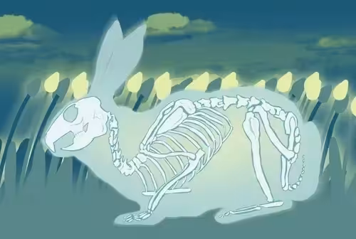 Lepus Mint Tulip