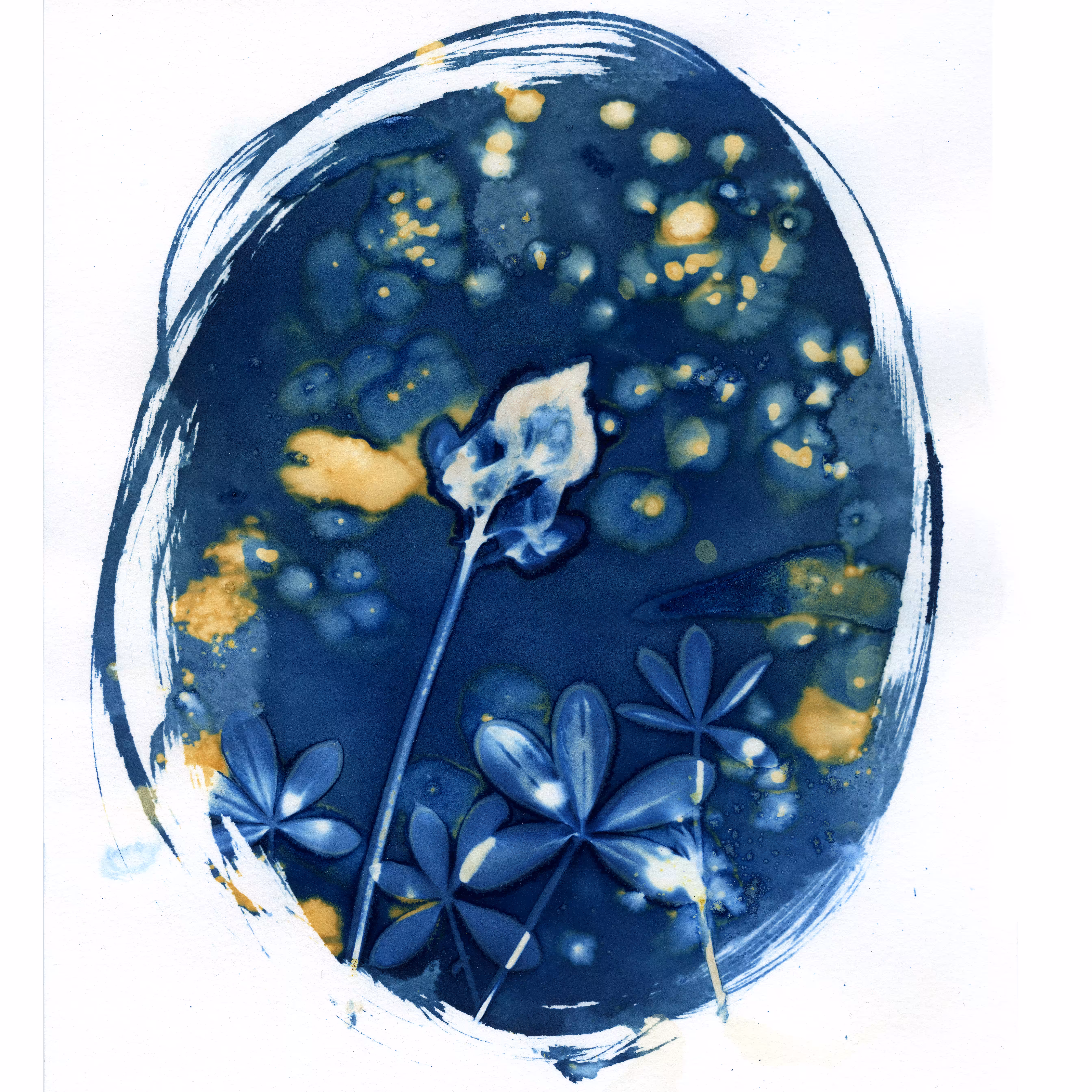 Baby Bluebonnet Wet Cyanotype