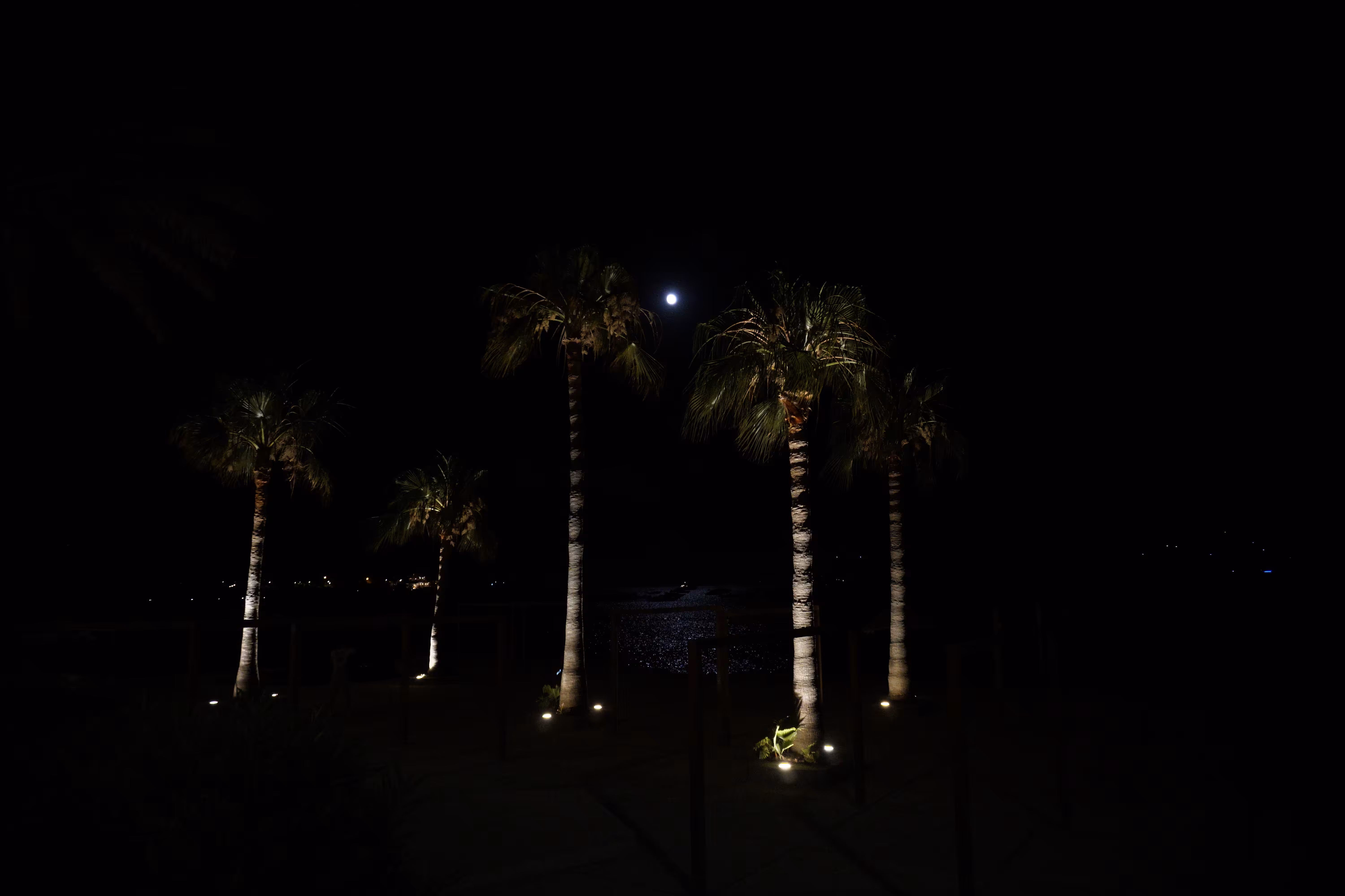 5 Moon Palms