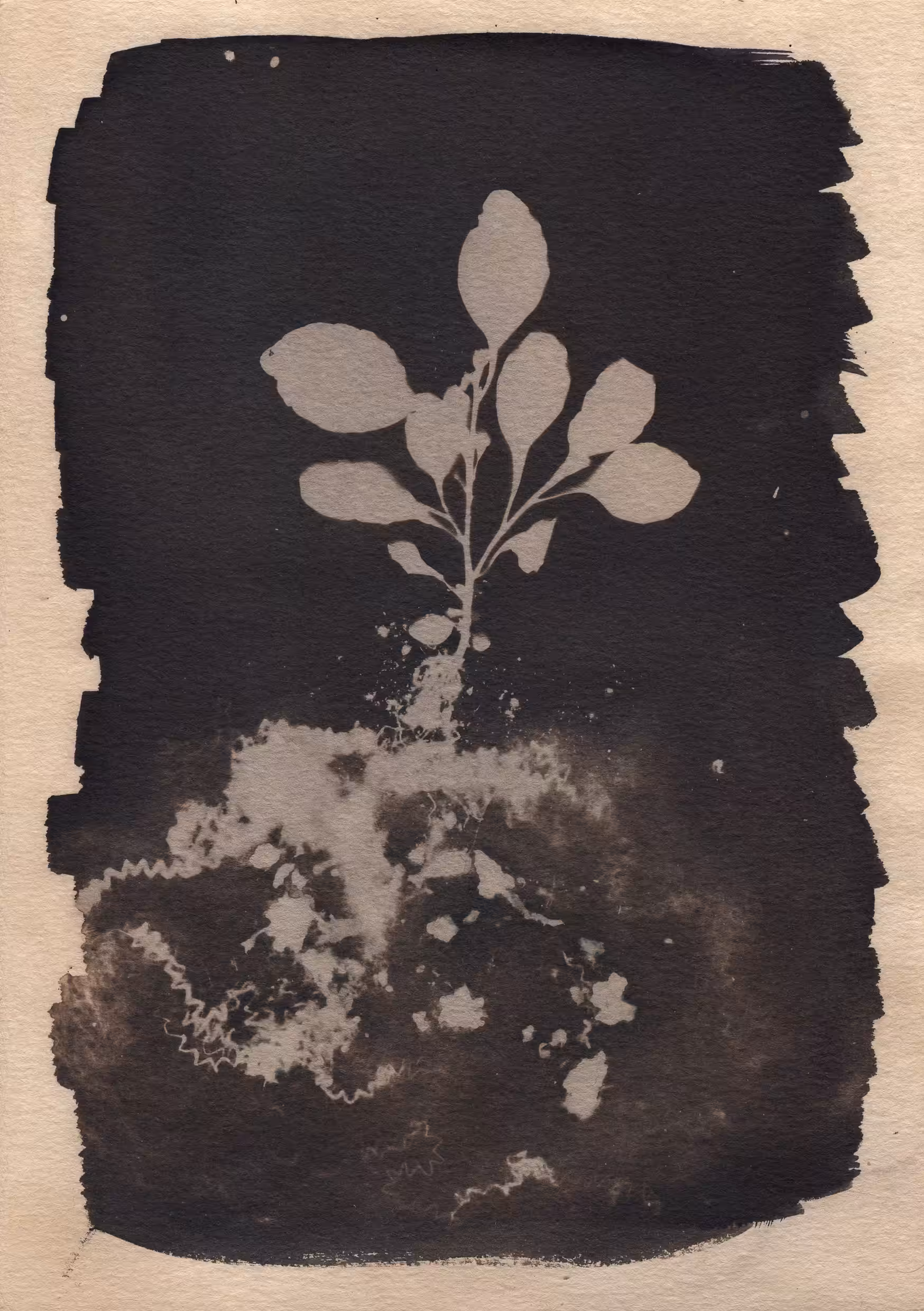 “Acalypha Australis Linn”