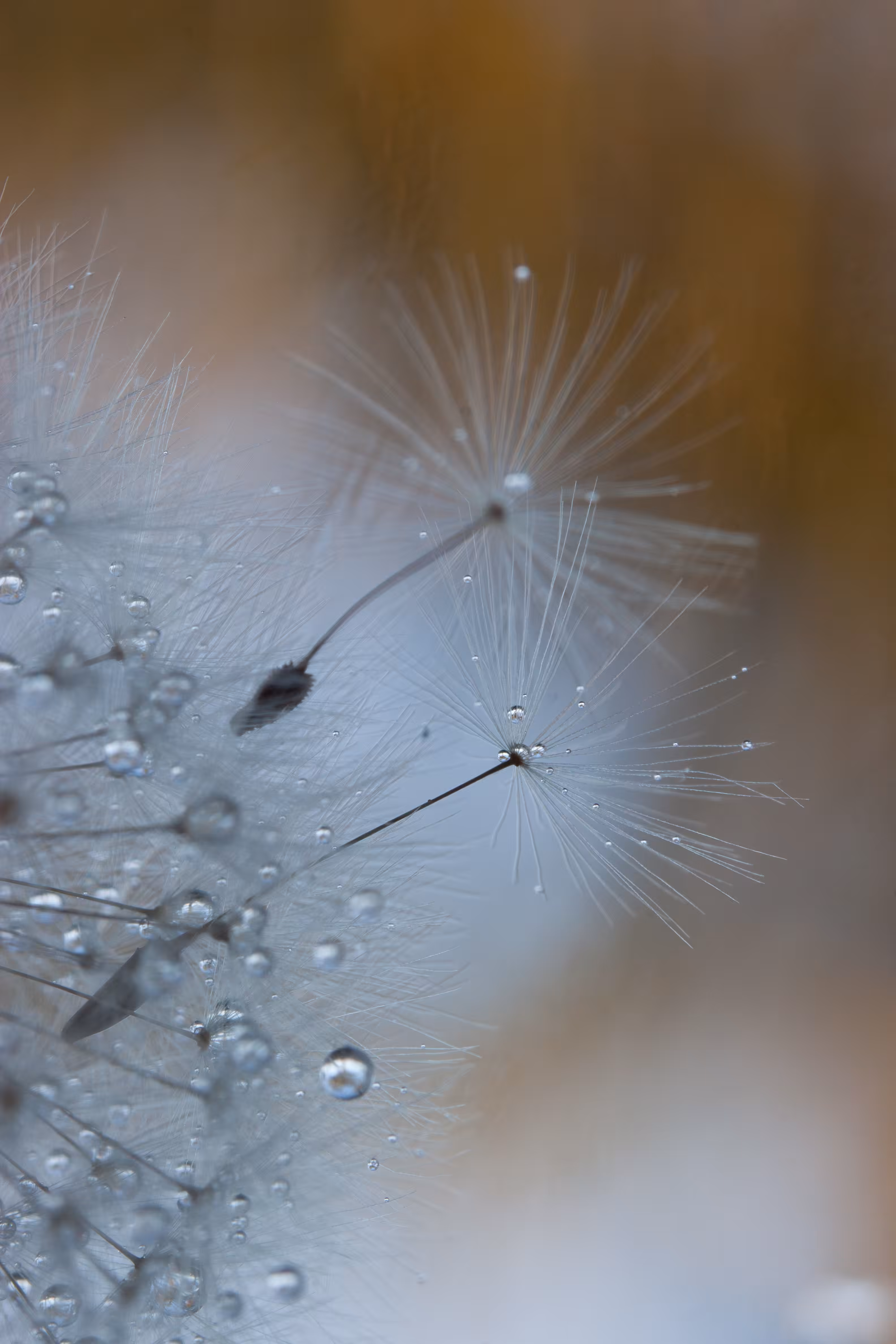 Make a wish