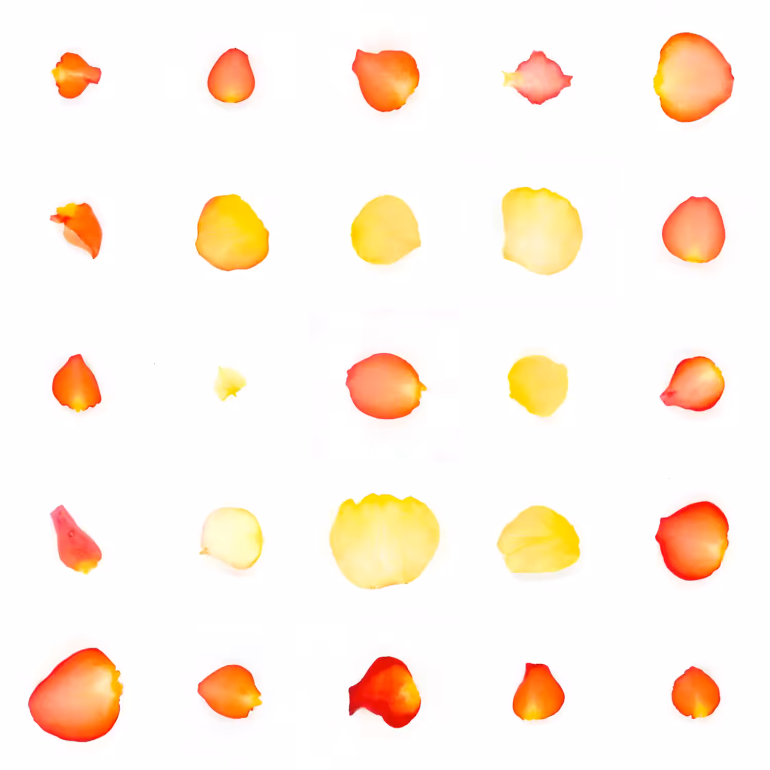 Infinite Petals 5x5#20304