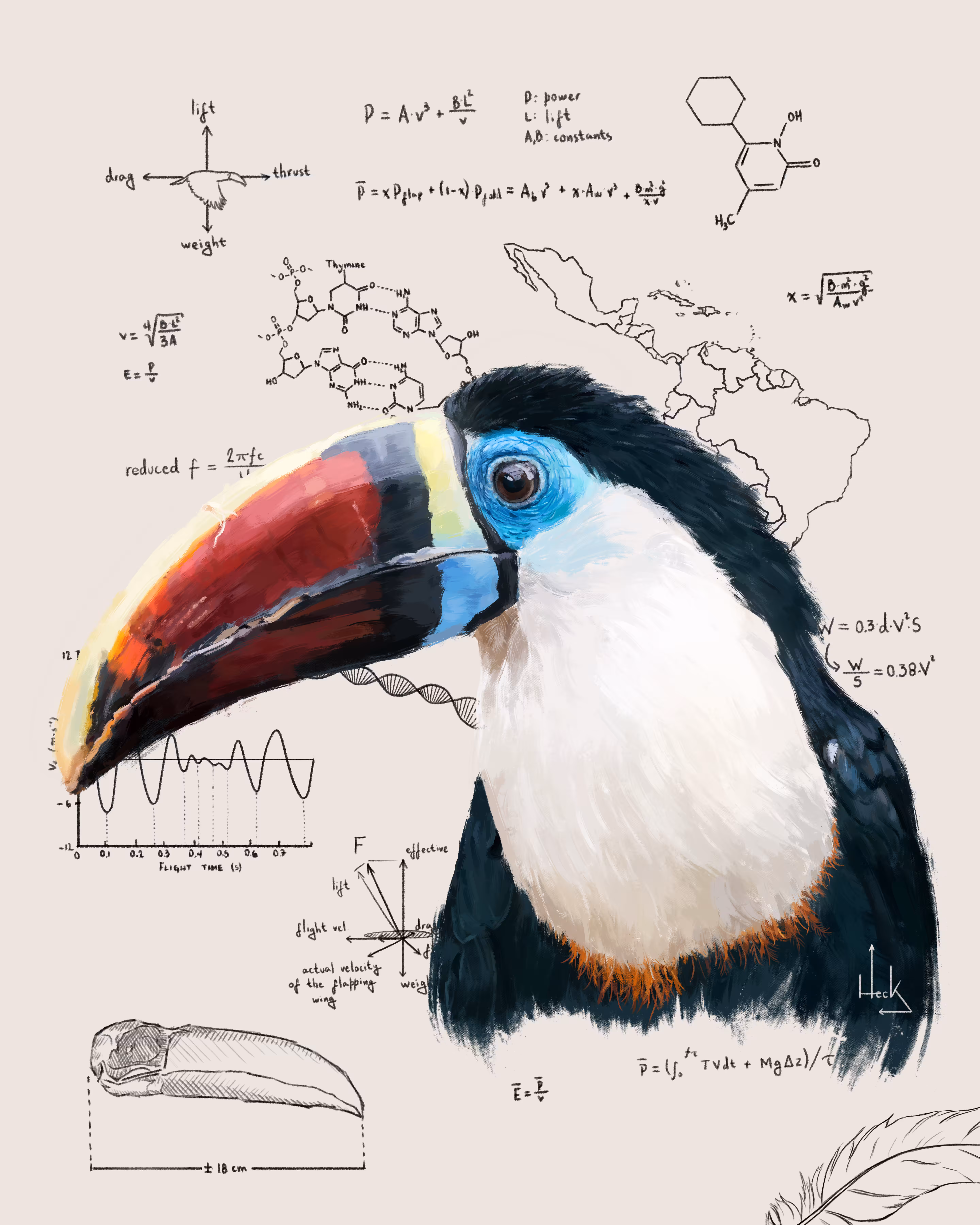 The Toucan - SciFauna / 1