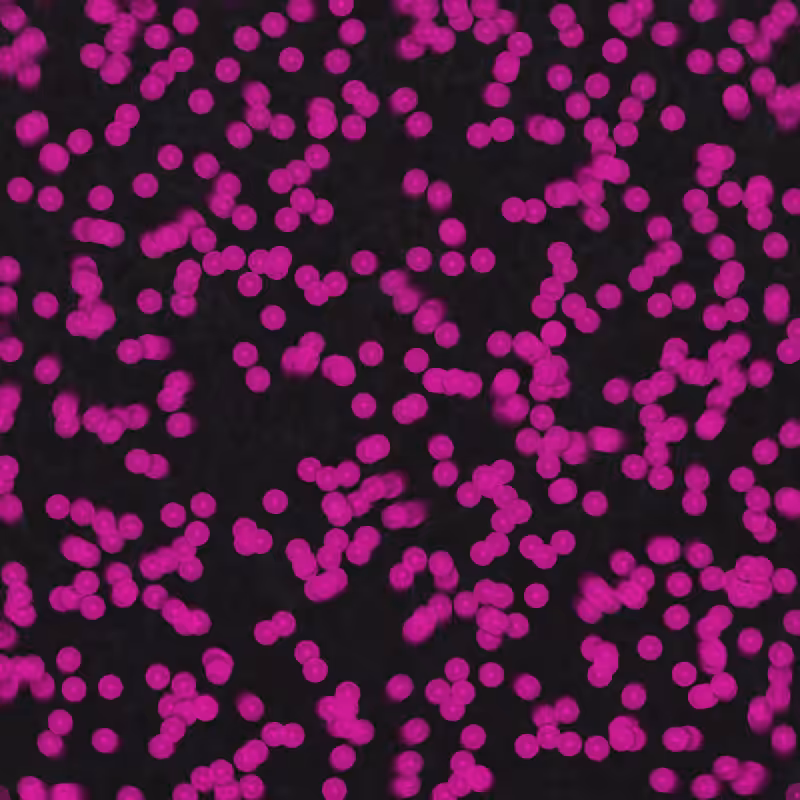 Telophase #4