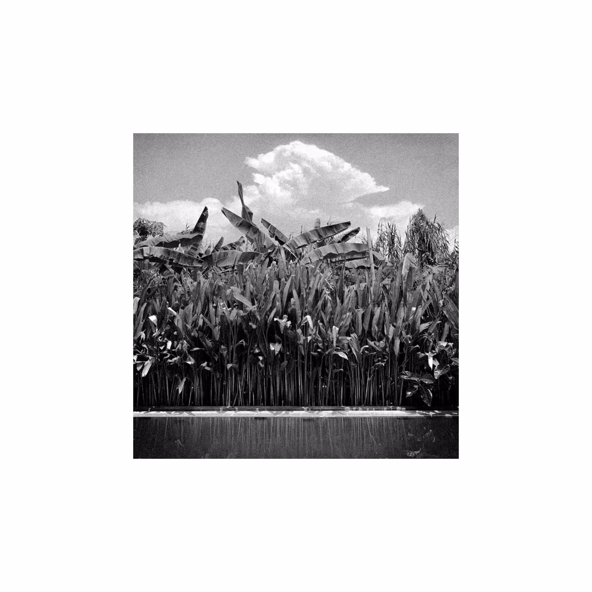 summer awaits// -bw-