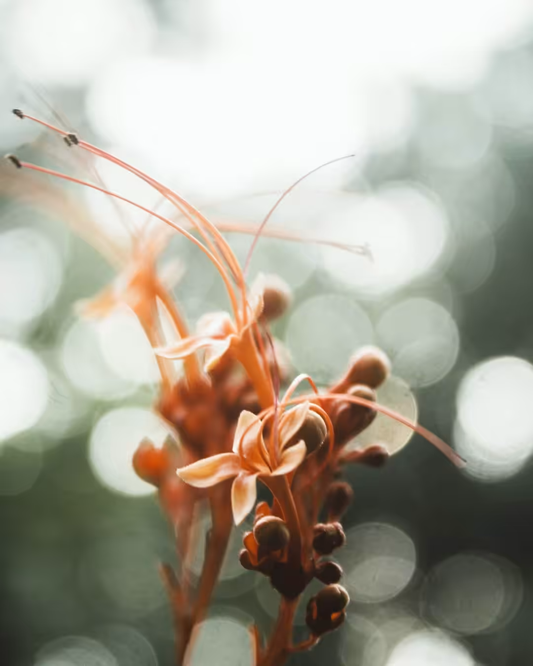bloom #12