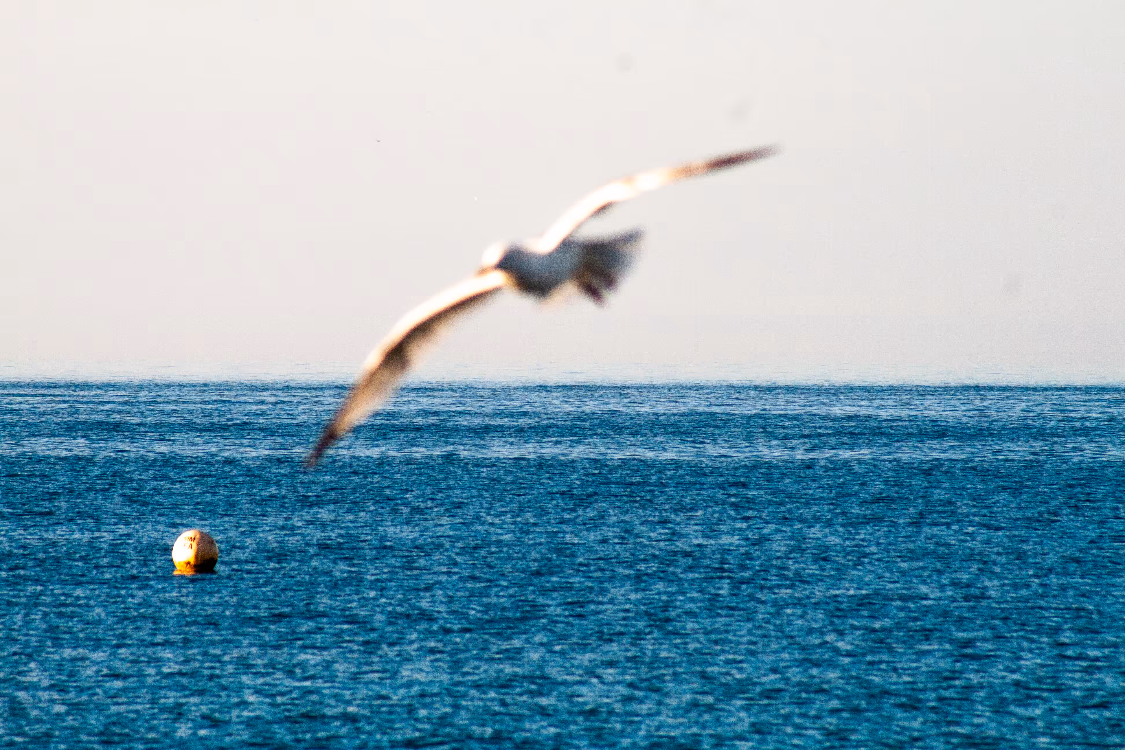 Taking Wing - Landscapes 1