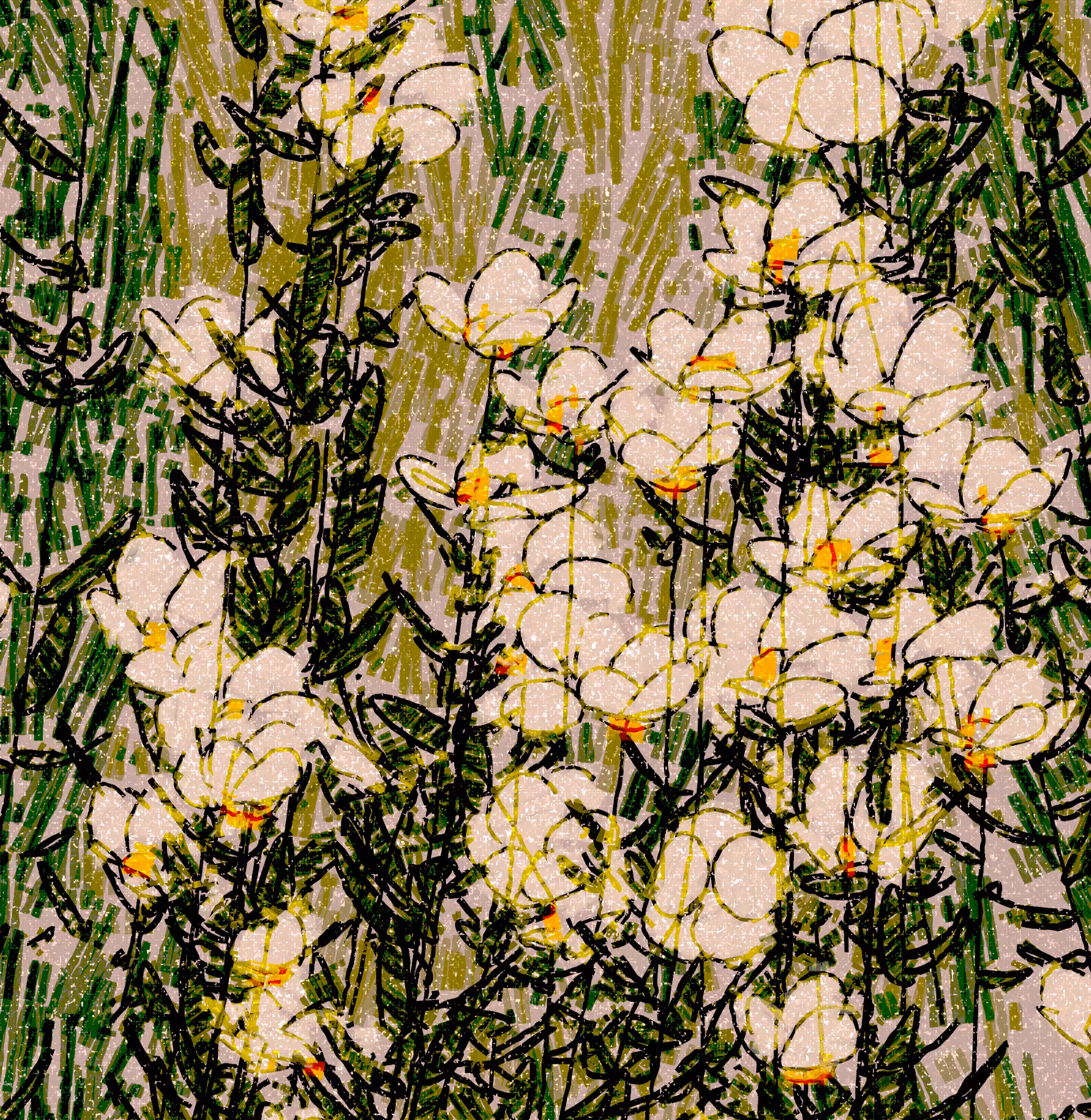 Tree Poppies