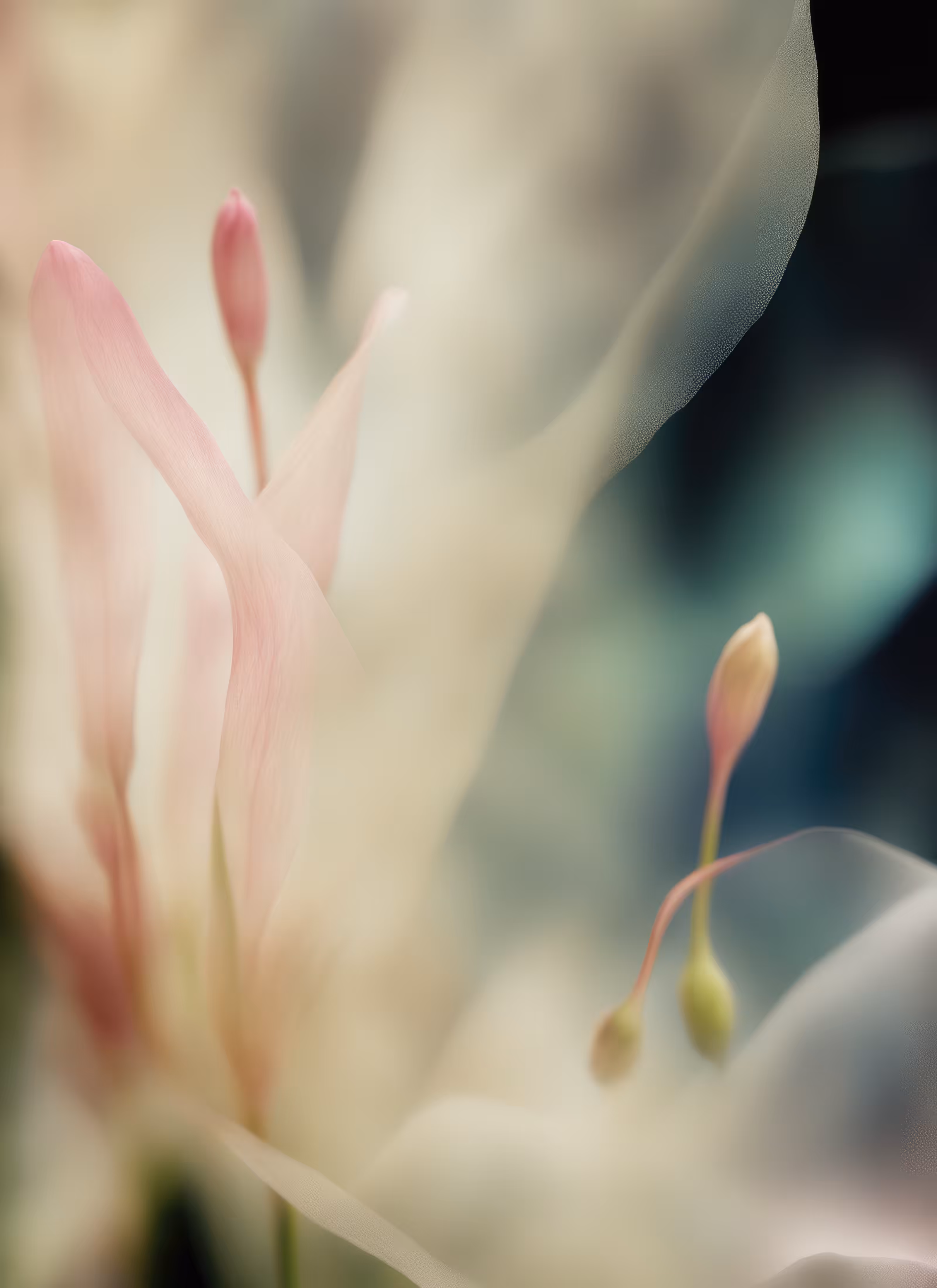 Blur Fleurs :: Merge #3