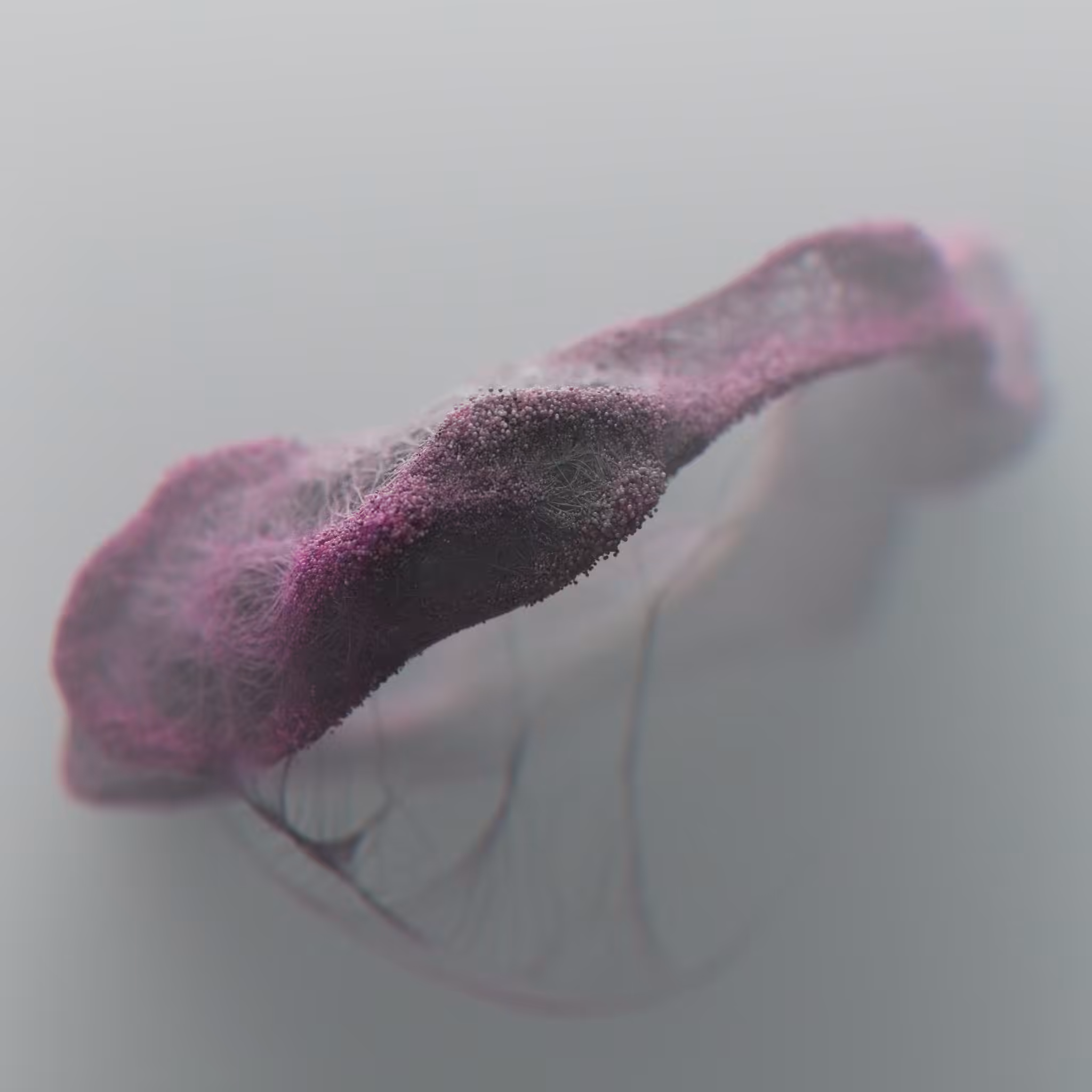 Rhinotillexomania_5x01