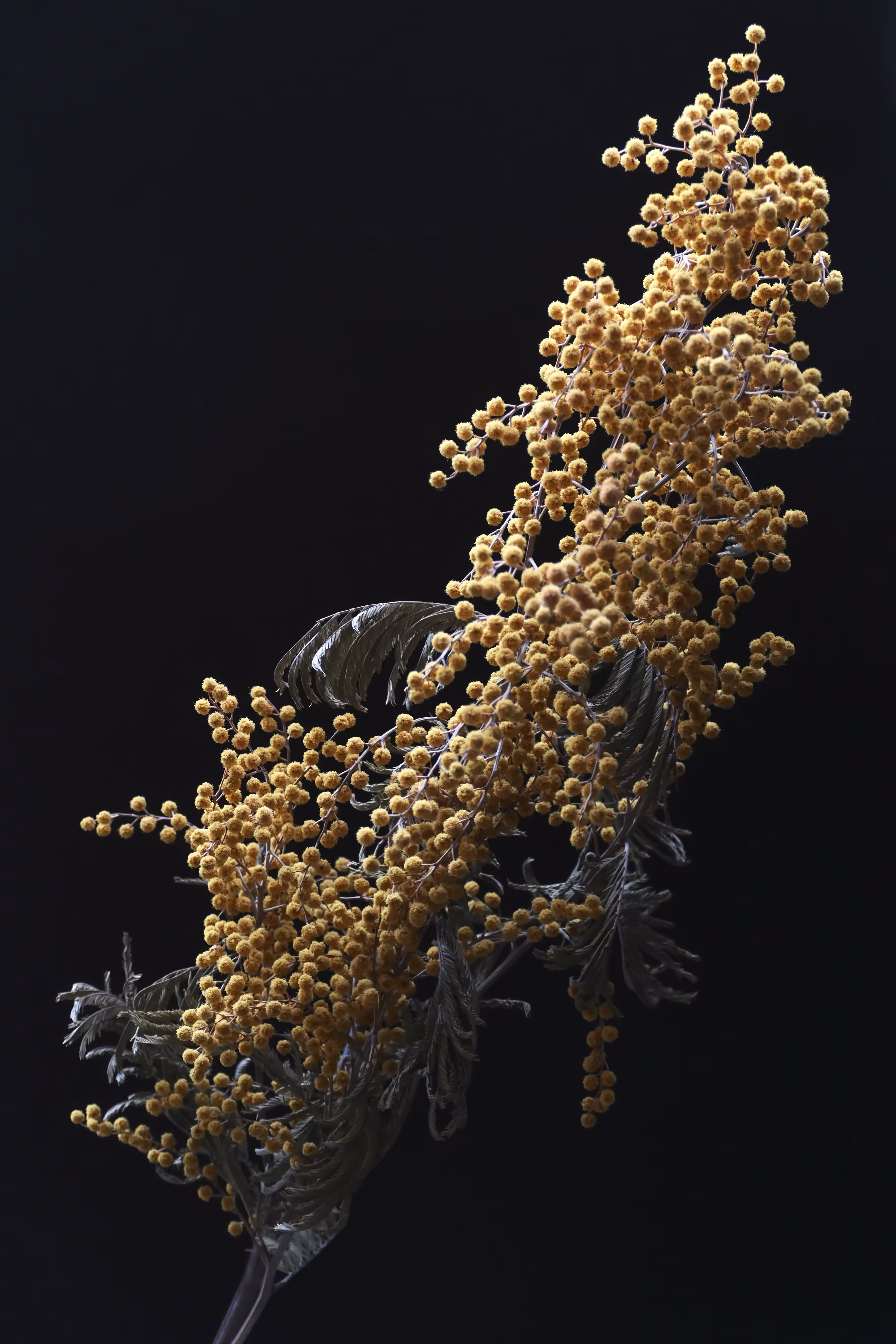 Mimosa