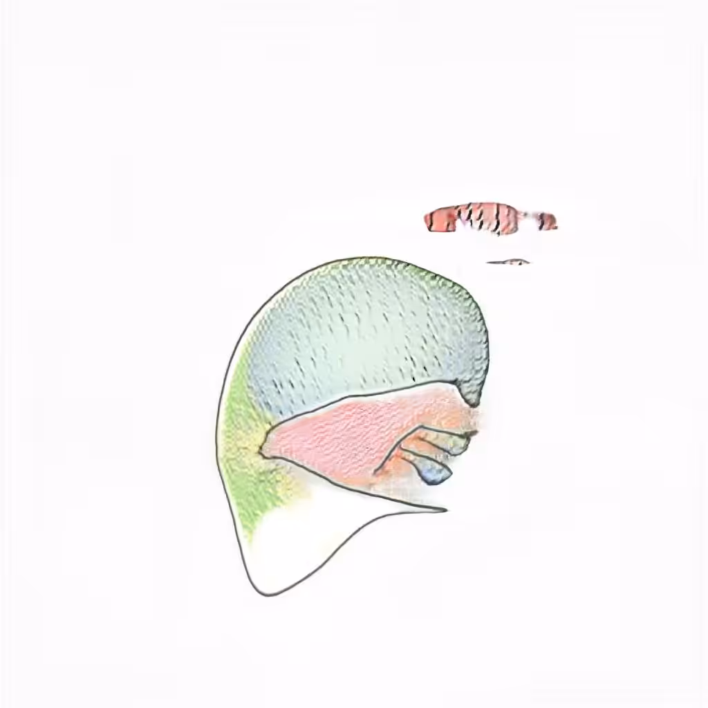 Cerebellum Clam