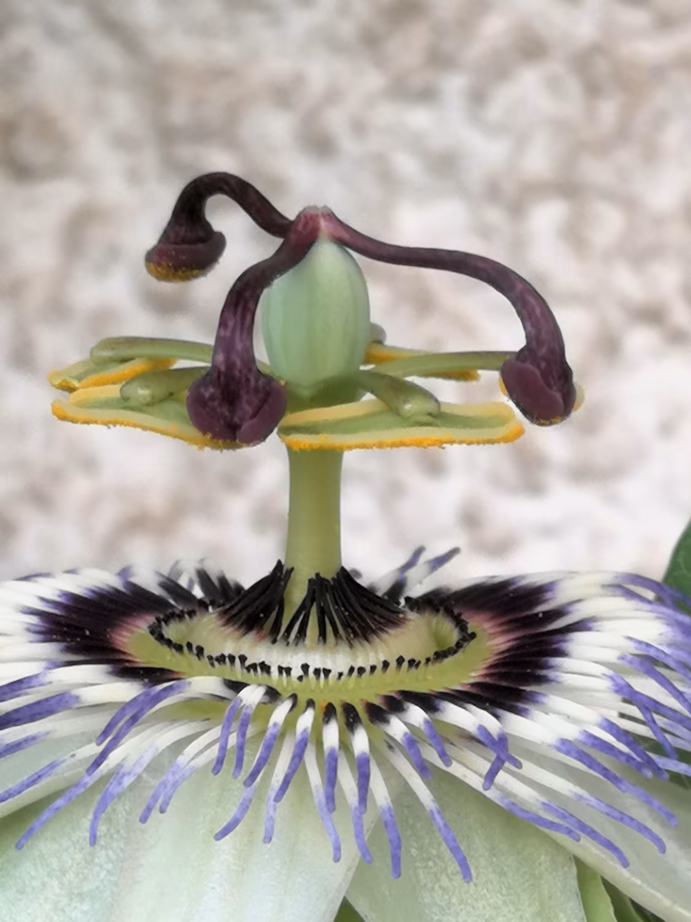 Passion fruit flower 