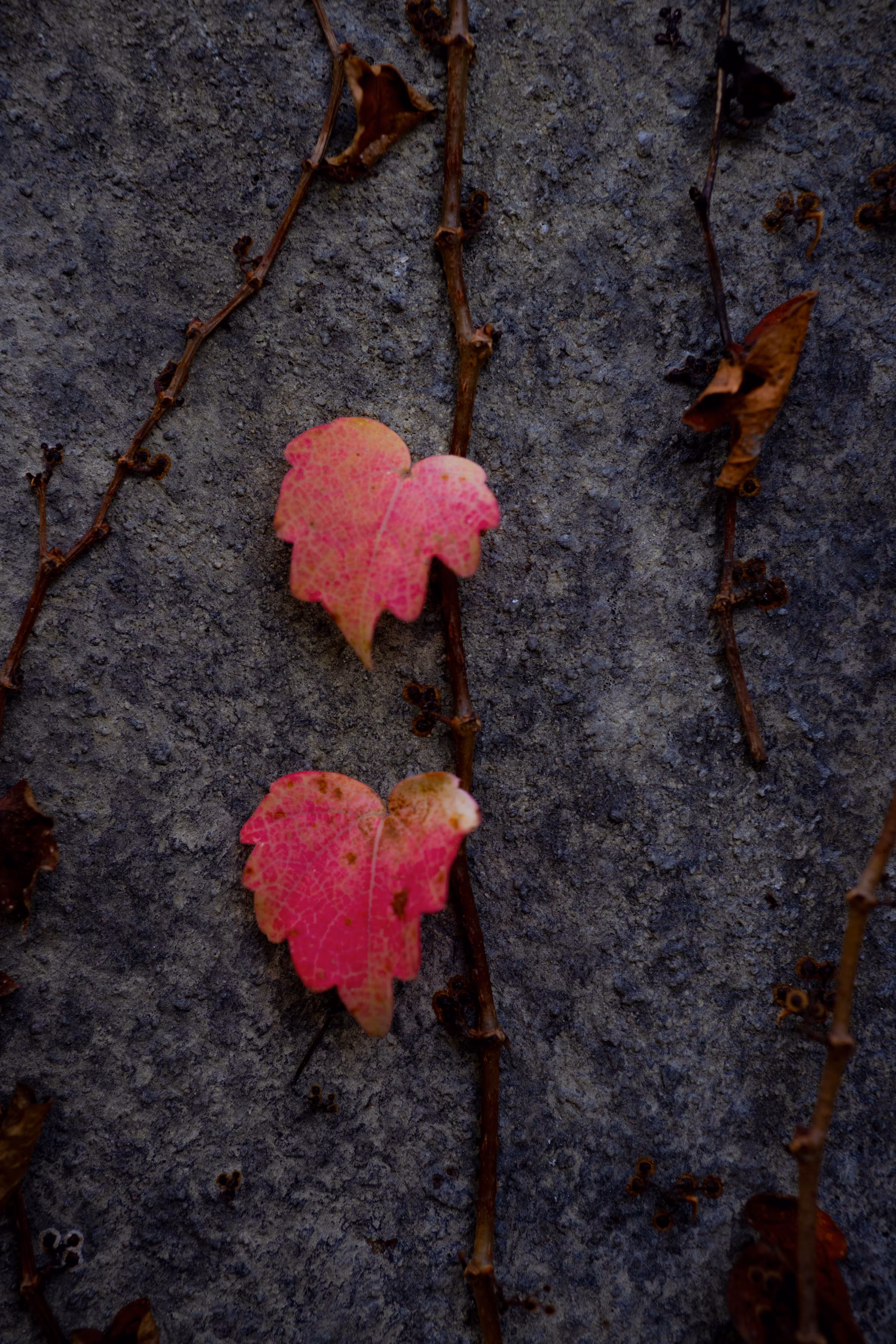 Two Hearts
