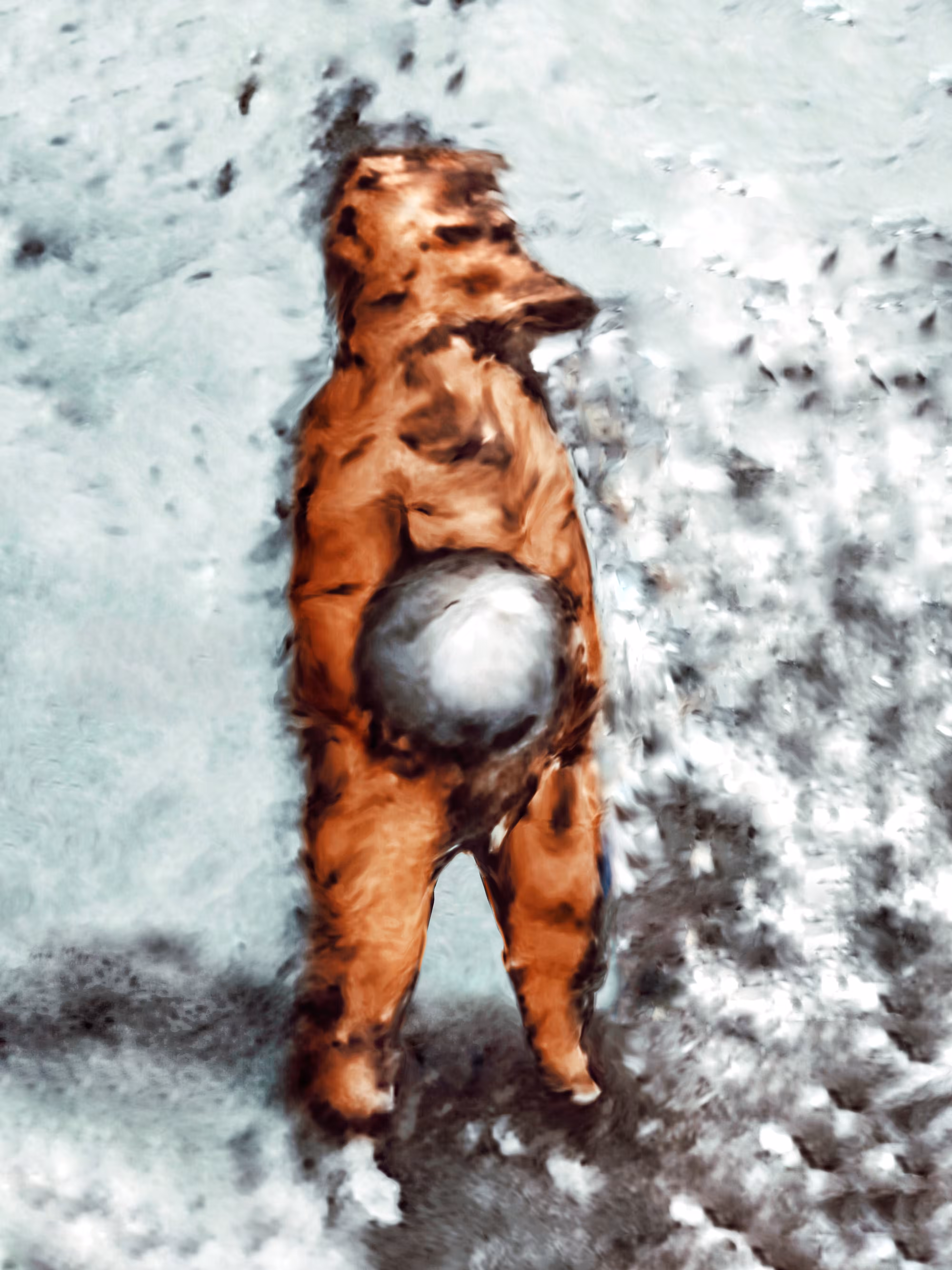 A Fox With a Stone