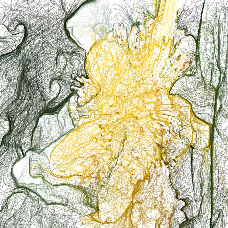 Hypericum #11