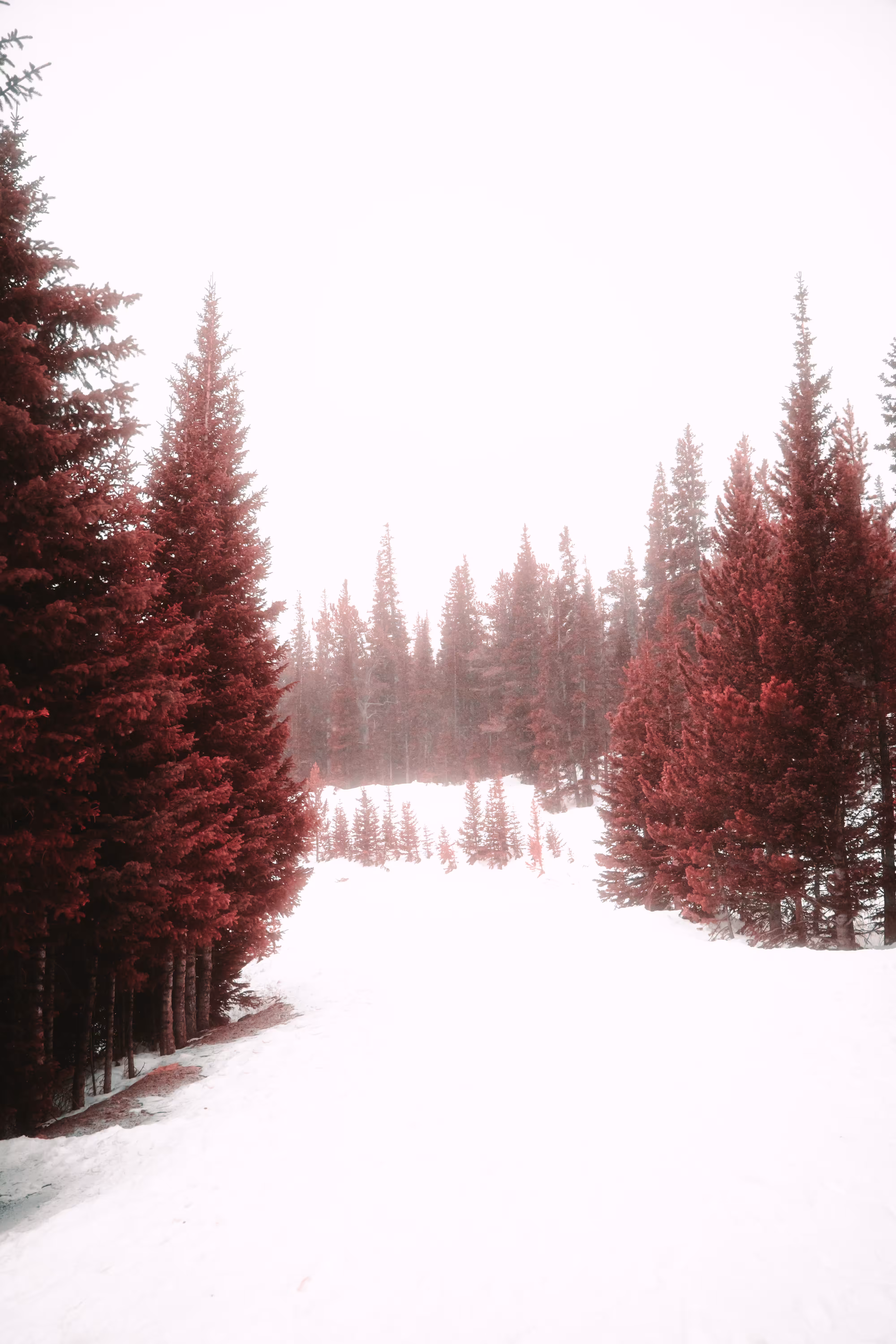 the red forest