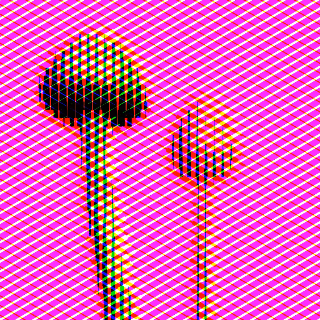 Psilocybe Azurescens #50