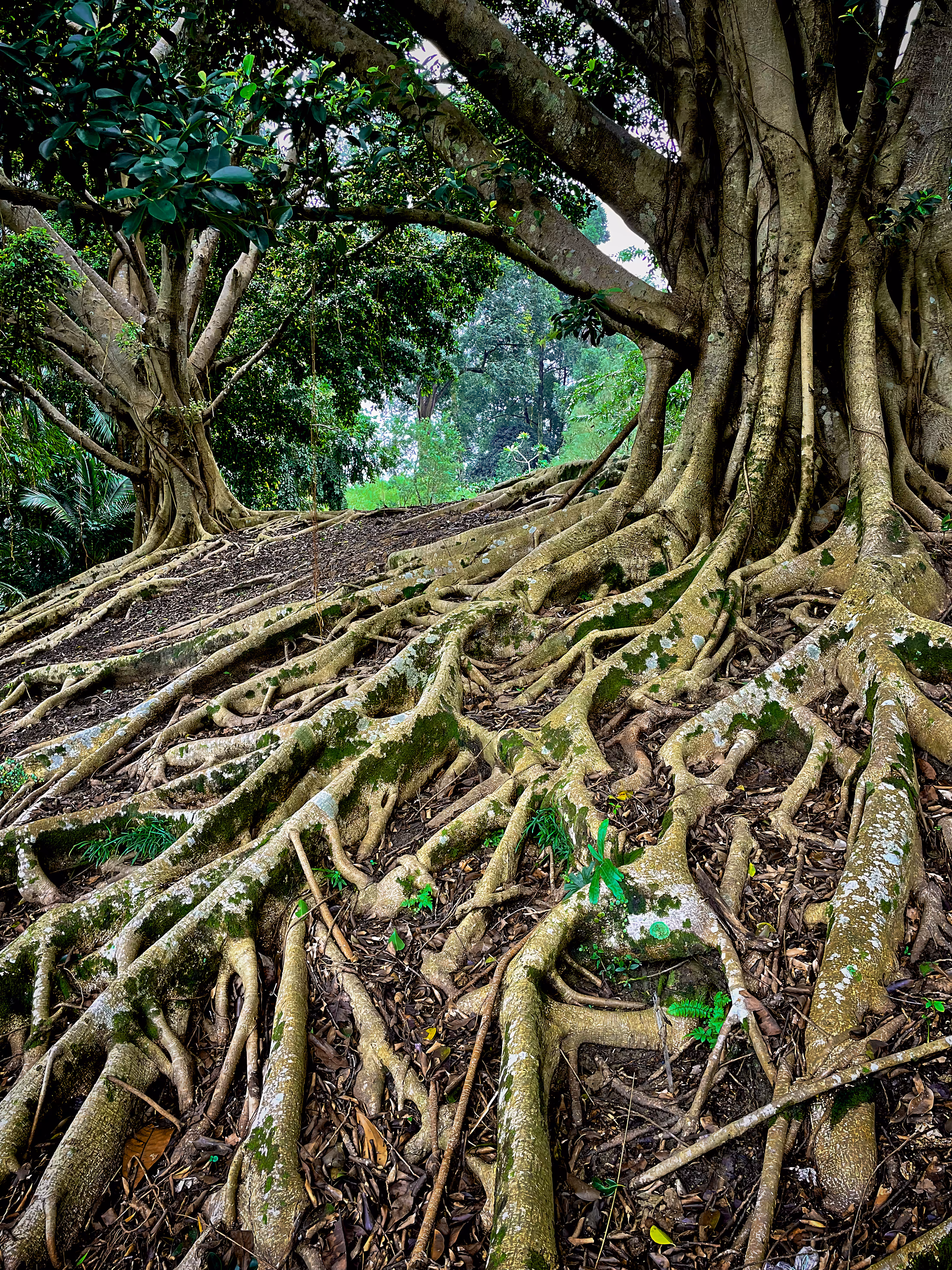 Magical Roots - Singapore