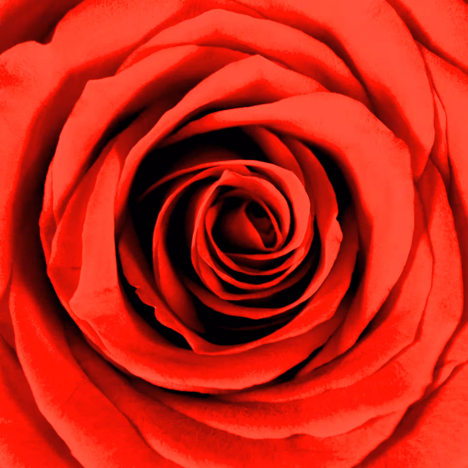 THIS IS NOT A $ROSE