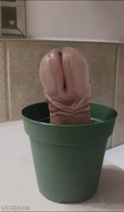 PIPIPLANT