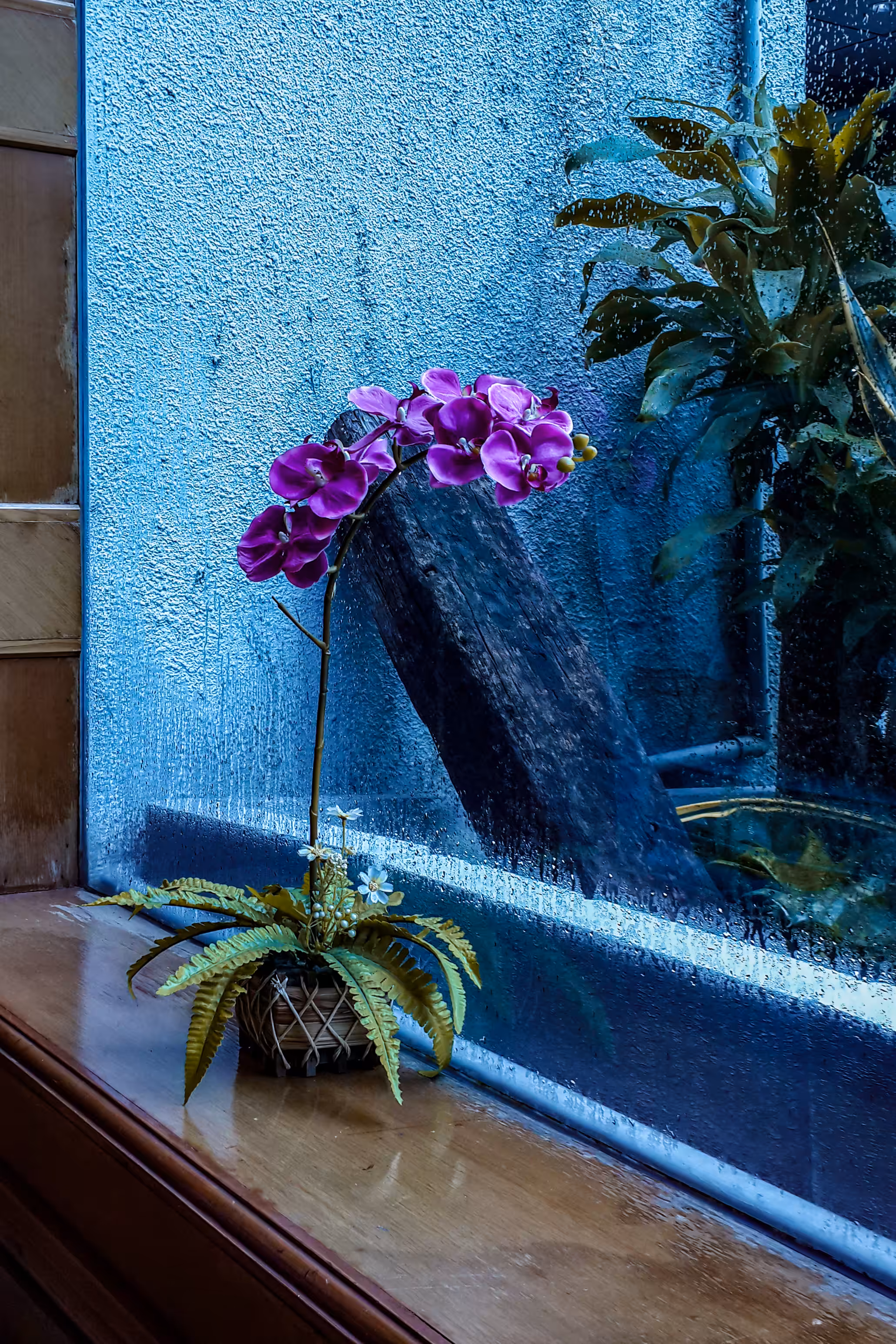 Orchid