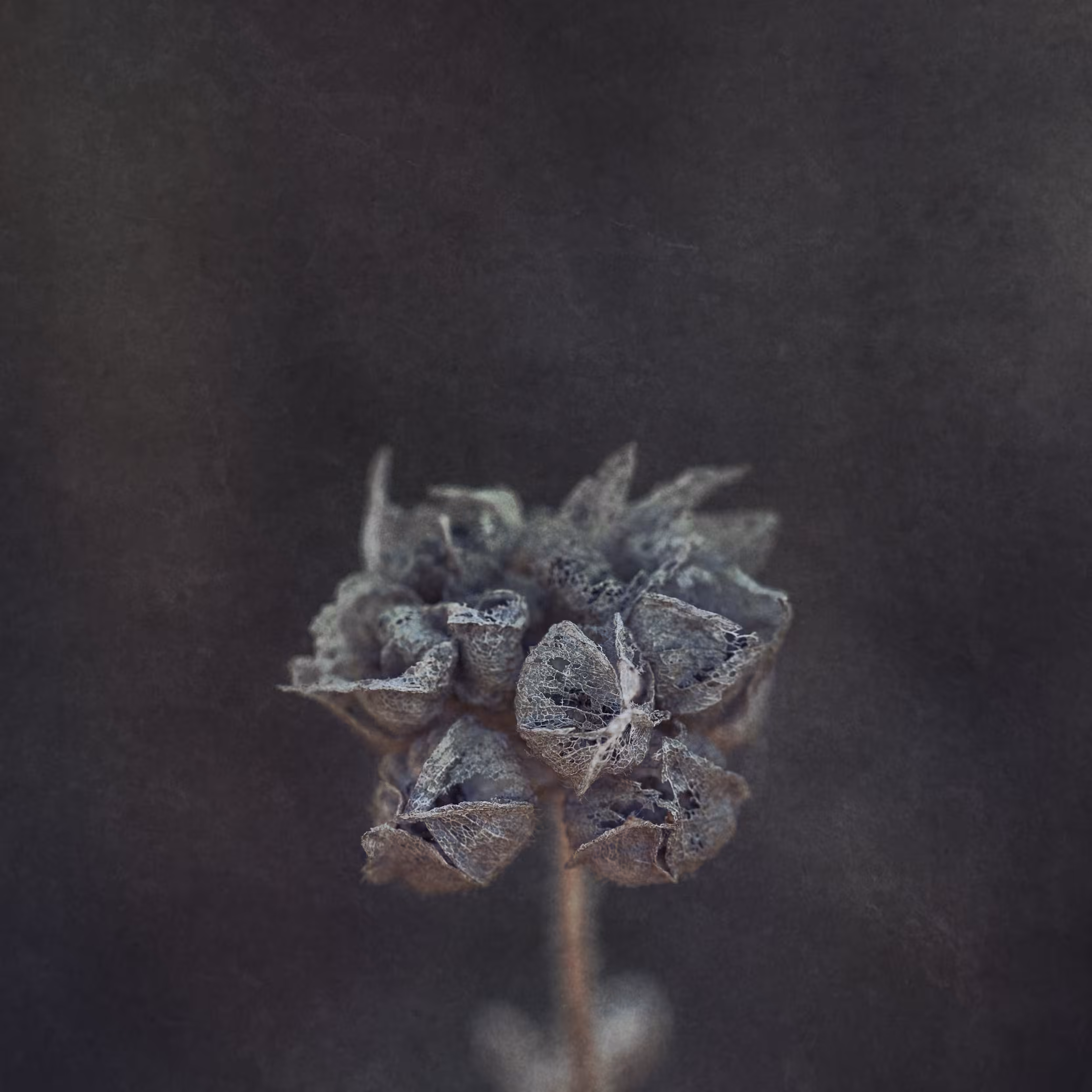 Skeleflower