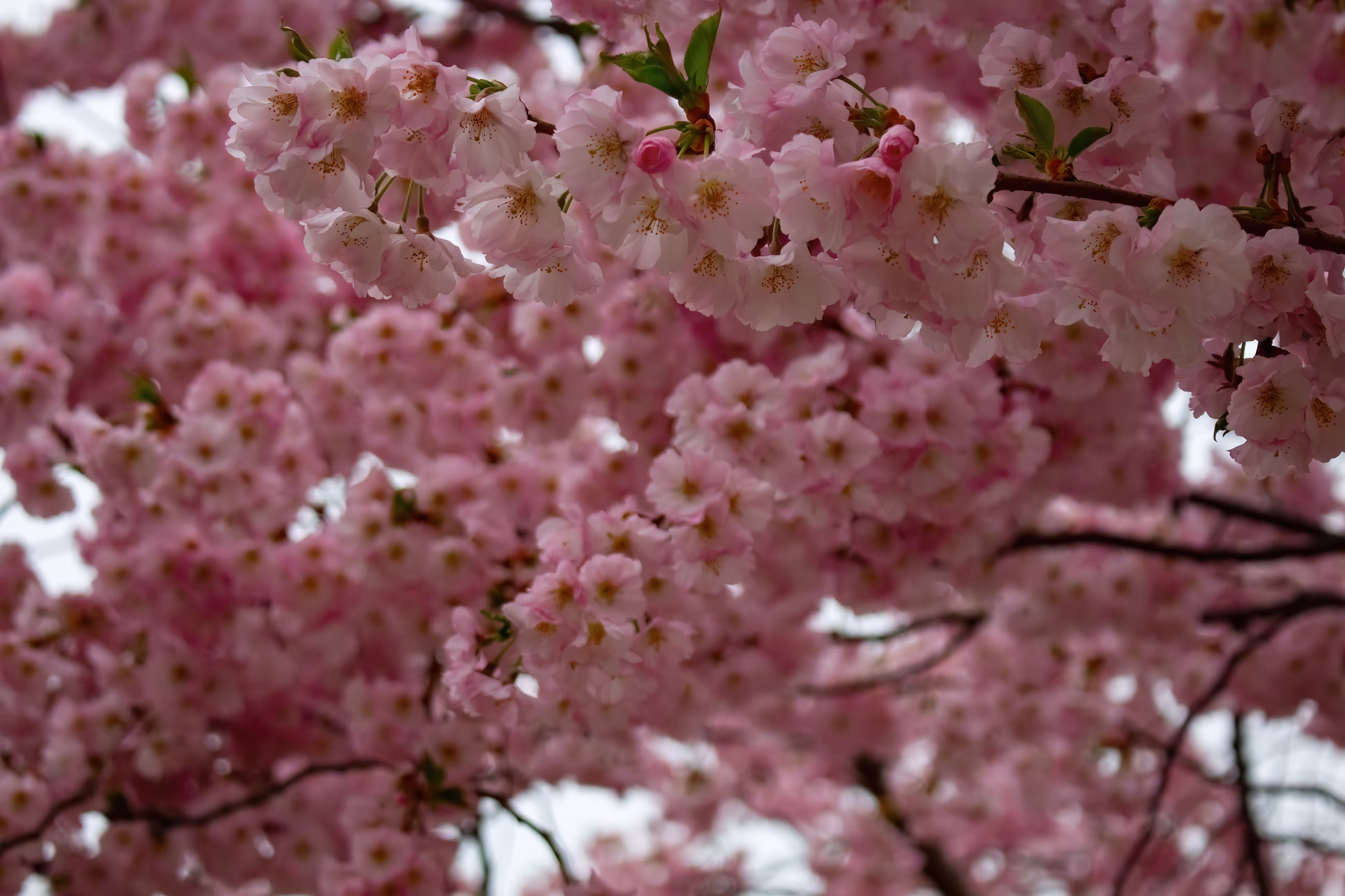 Spring Colors 4
