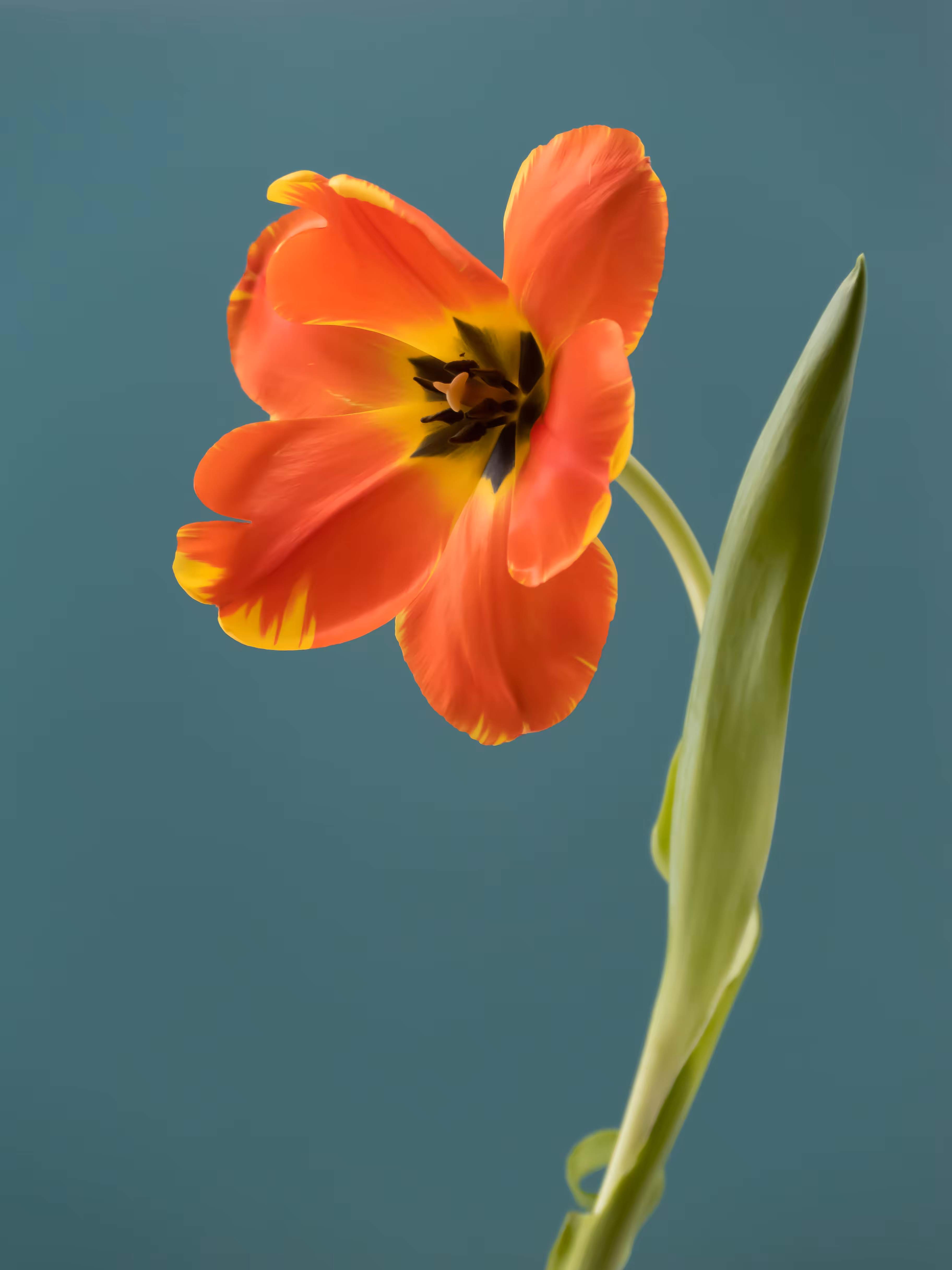 Tulip 1637 [10]