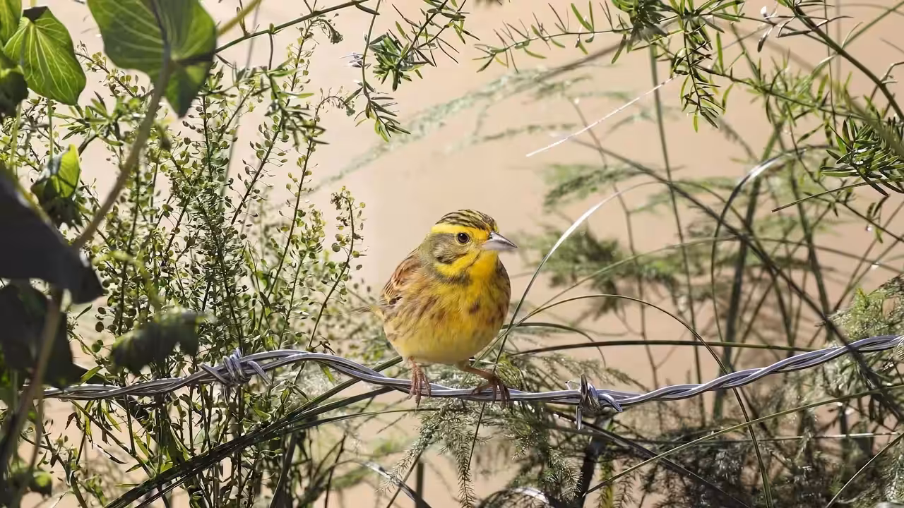 Birds Observations: John, In the Tangle