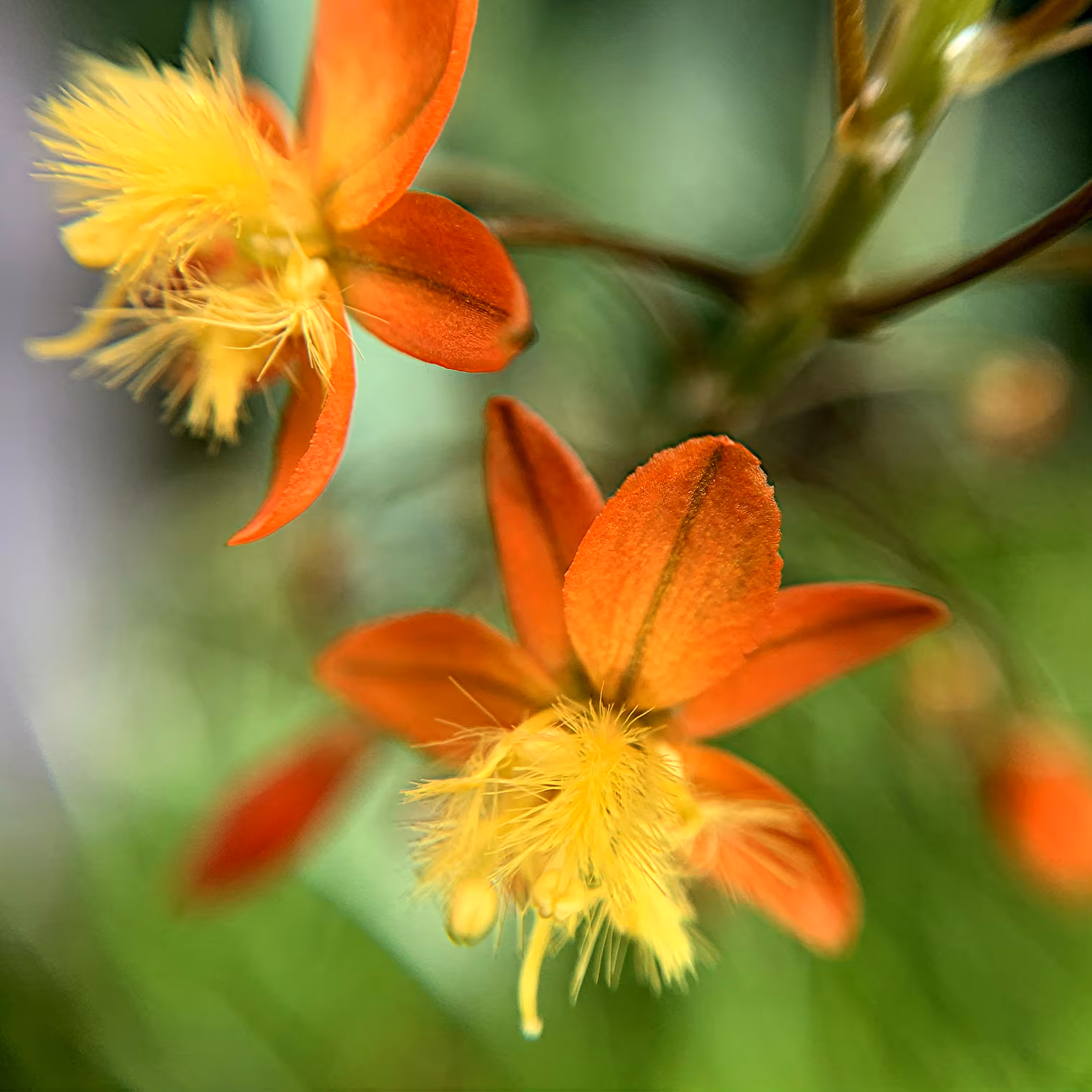 Flora from the Meta-Macroverse Vol. 1 - Still Photograph 1/7
