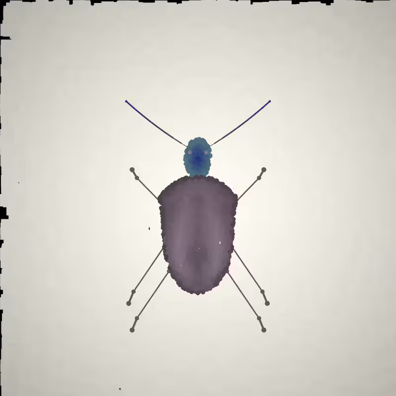 Beetle Sketches #11