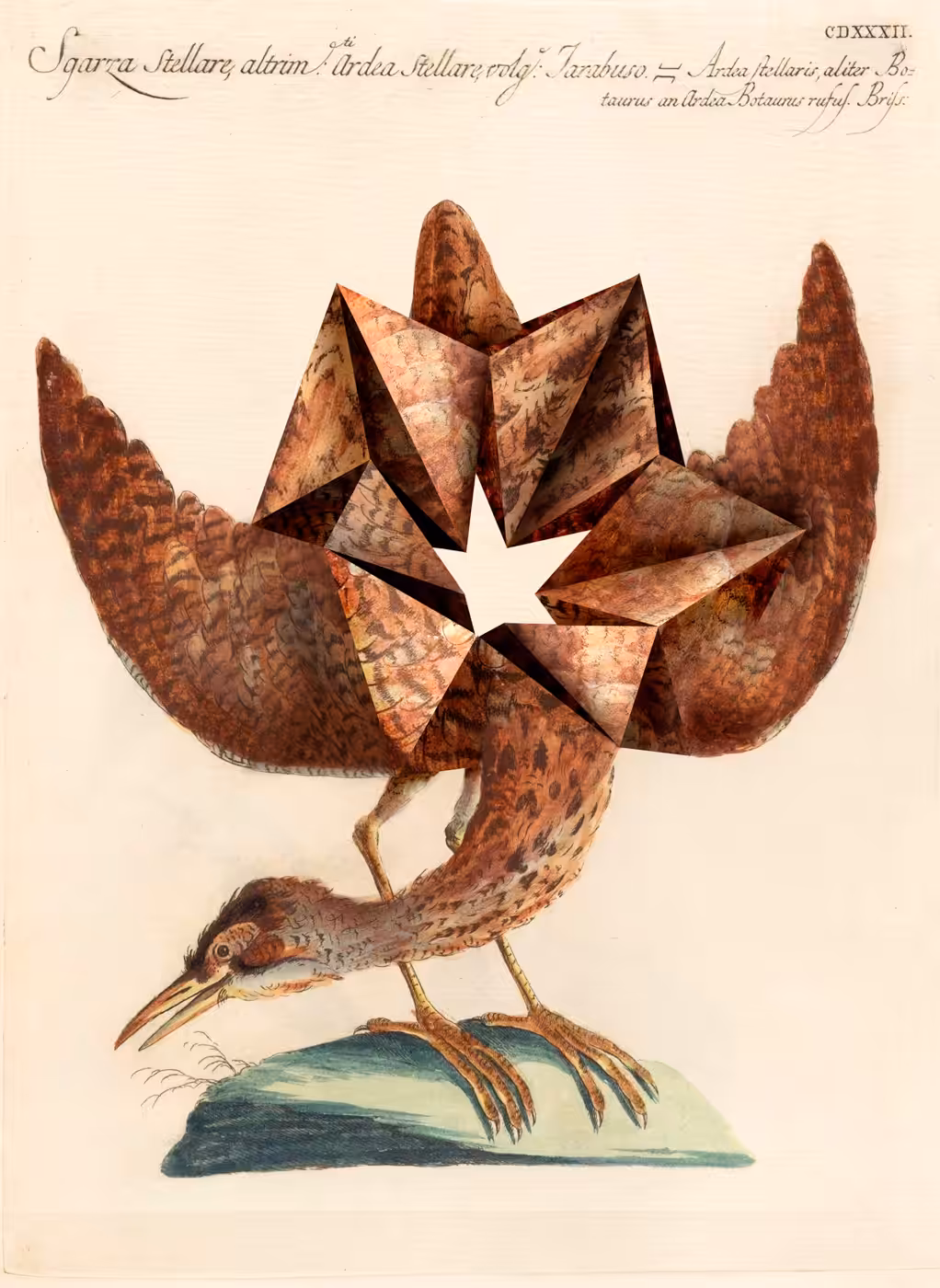 animalis polyedae I