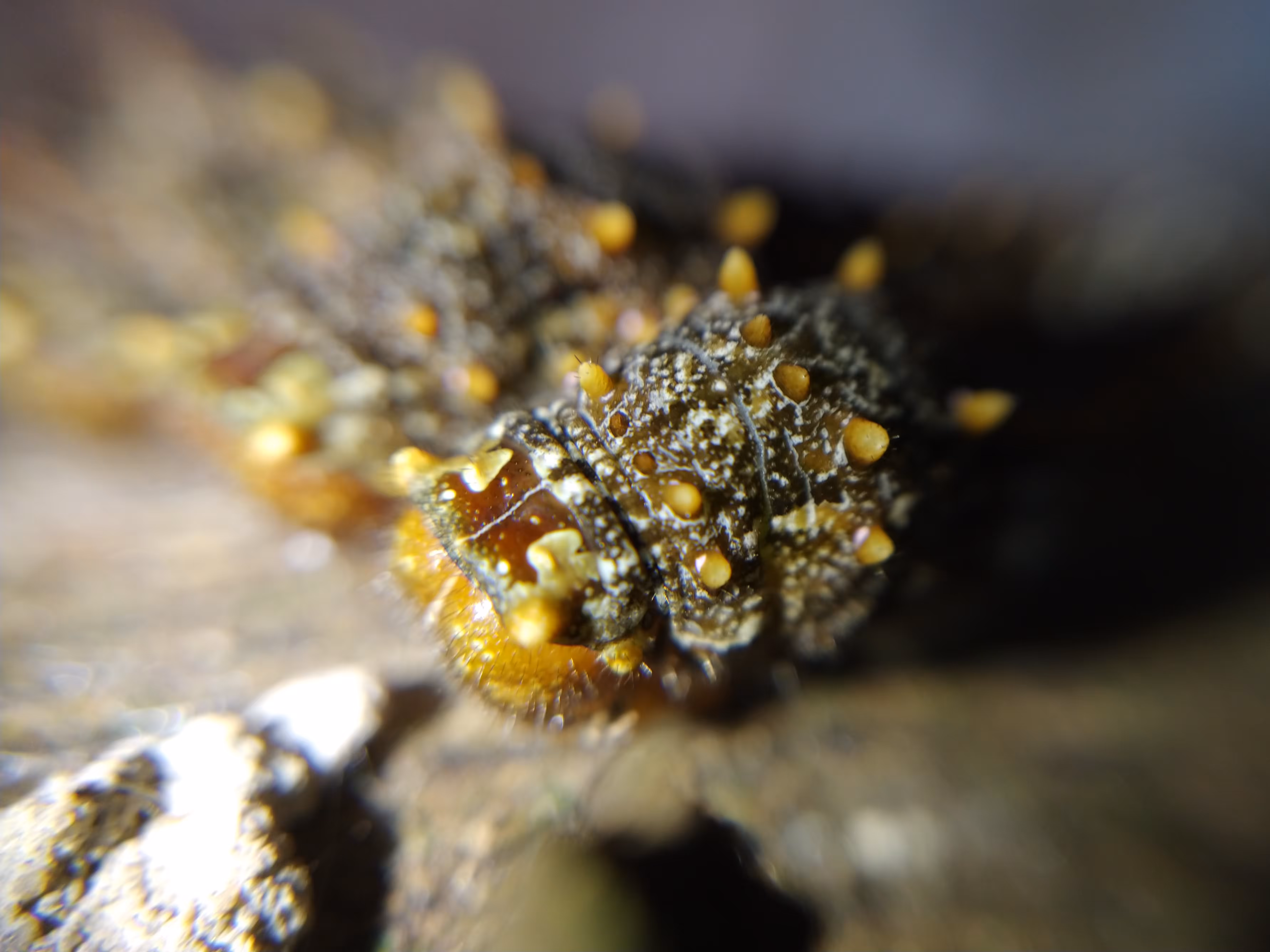 Micro Nature #15